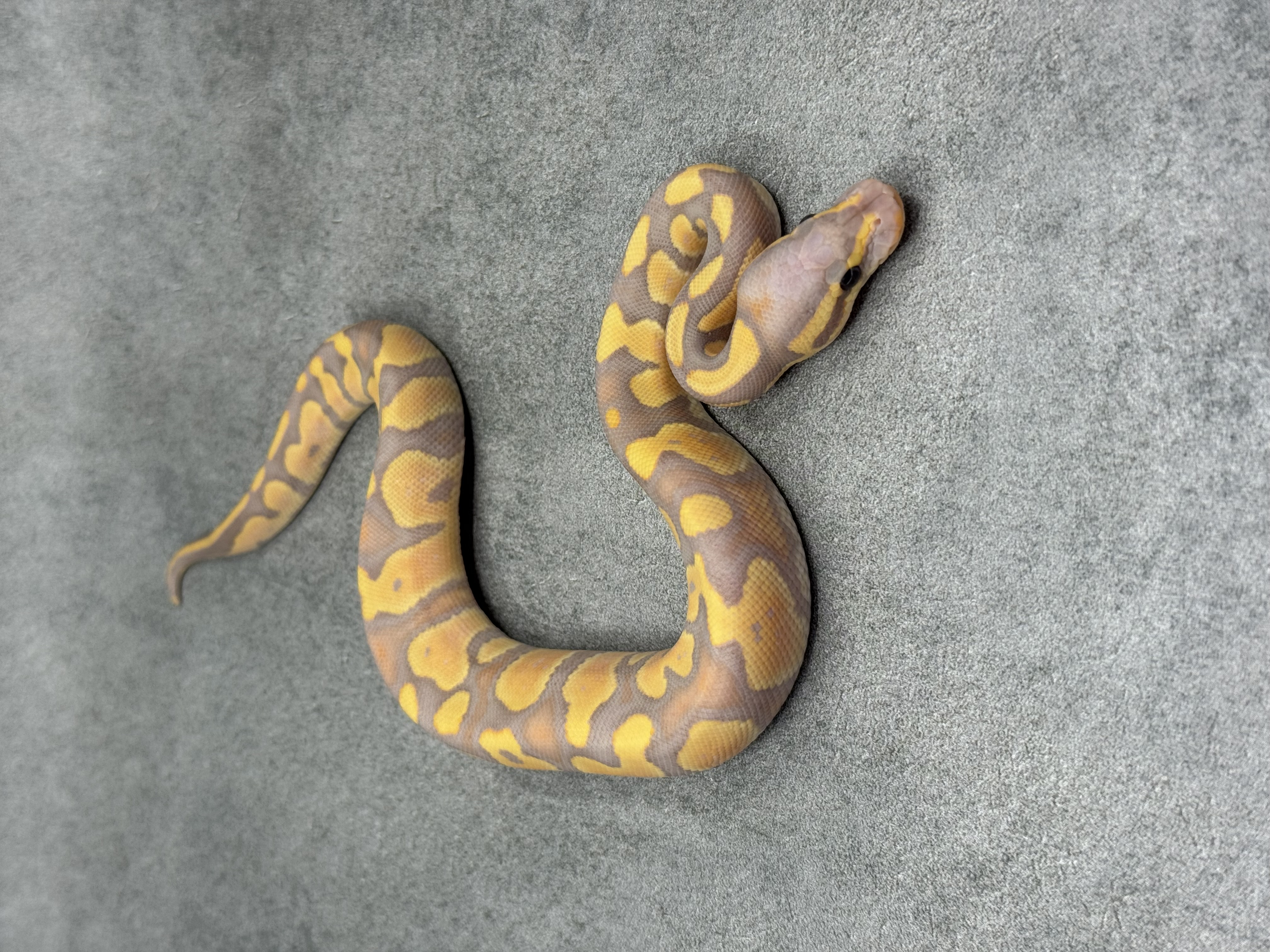Chocolate Banana Het Clown 2