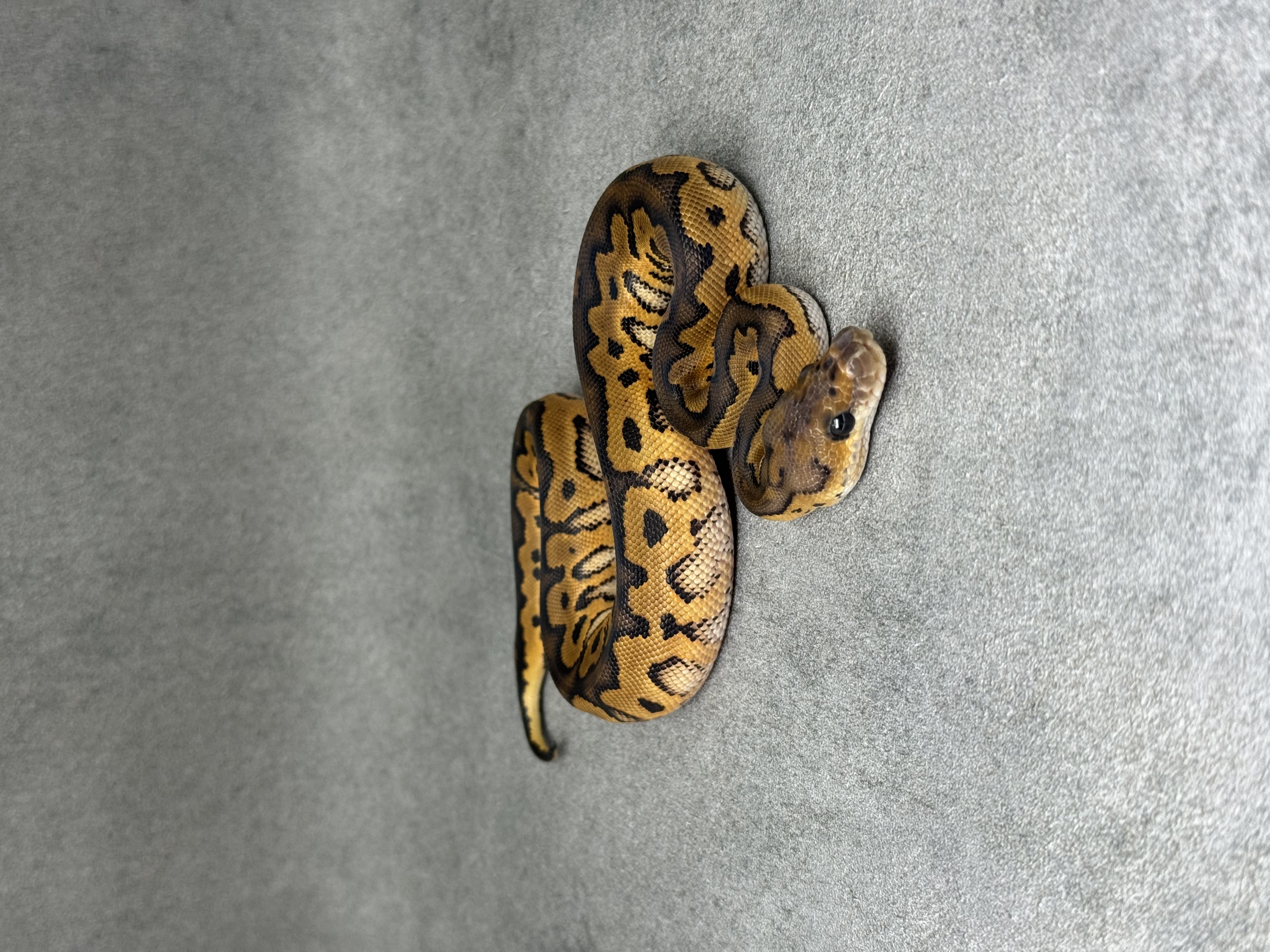 Black Pastel Redstripe Clown 2