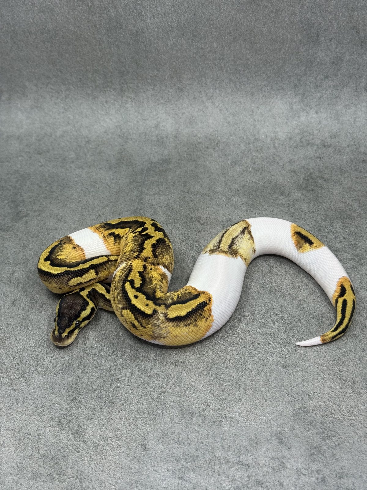 Pastel Panther Piebald 5