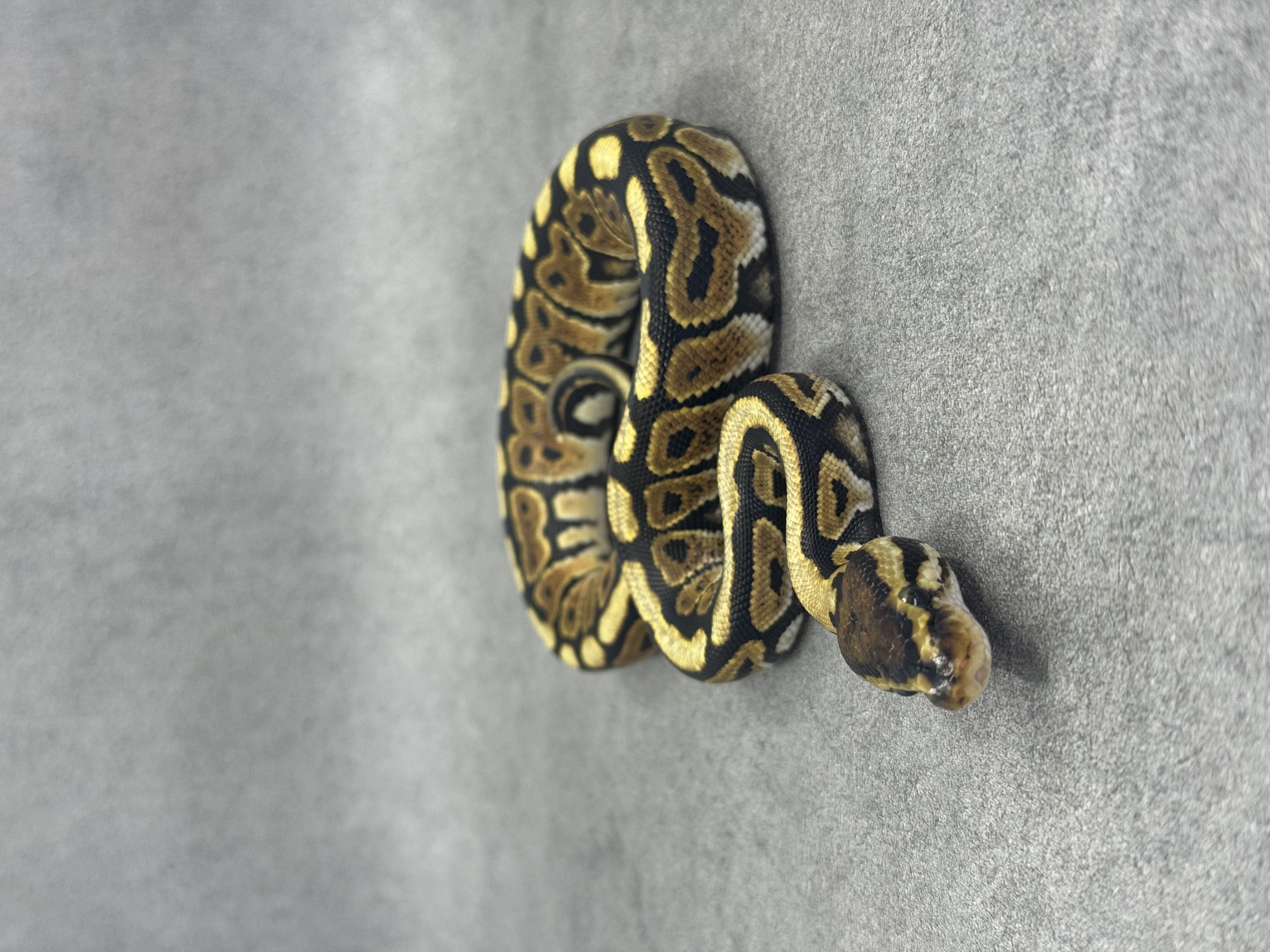 Spotnose Het Clown Het Desert Ghost 2