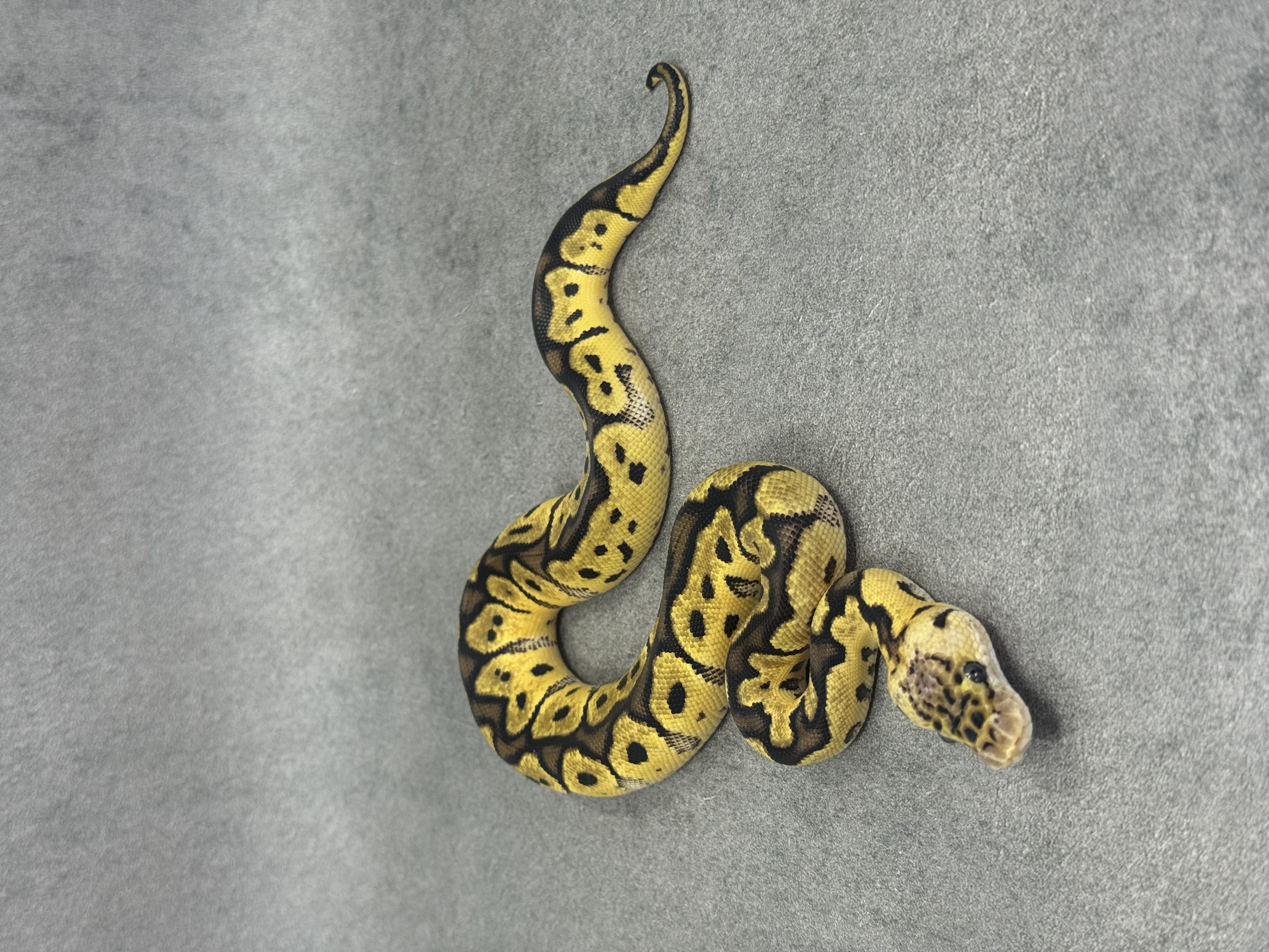 Pastel Clown Het Desert Ghost 2
