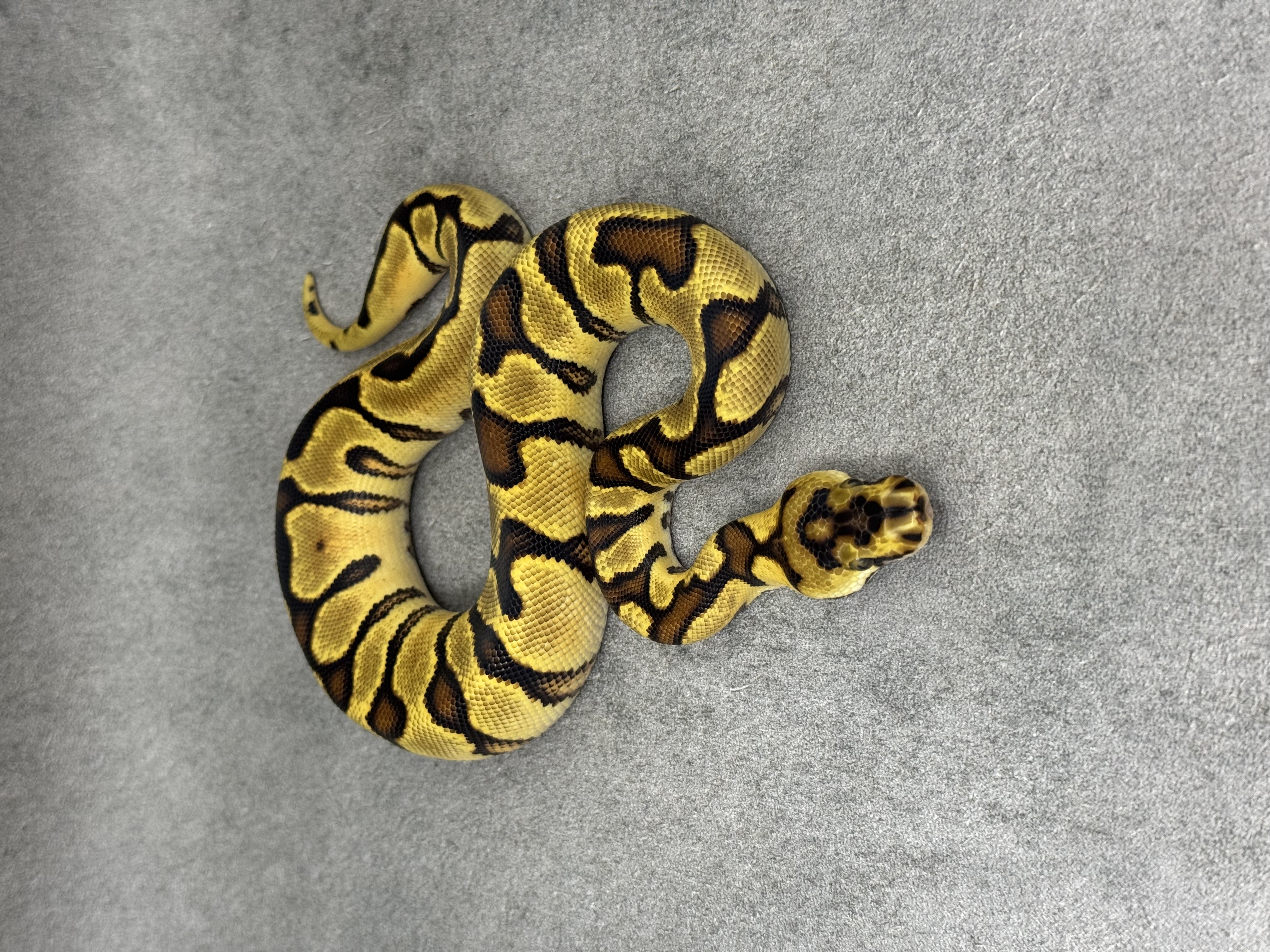 Spotnose Enchi Clown 3