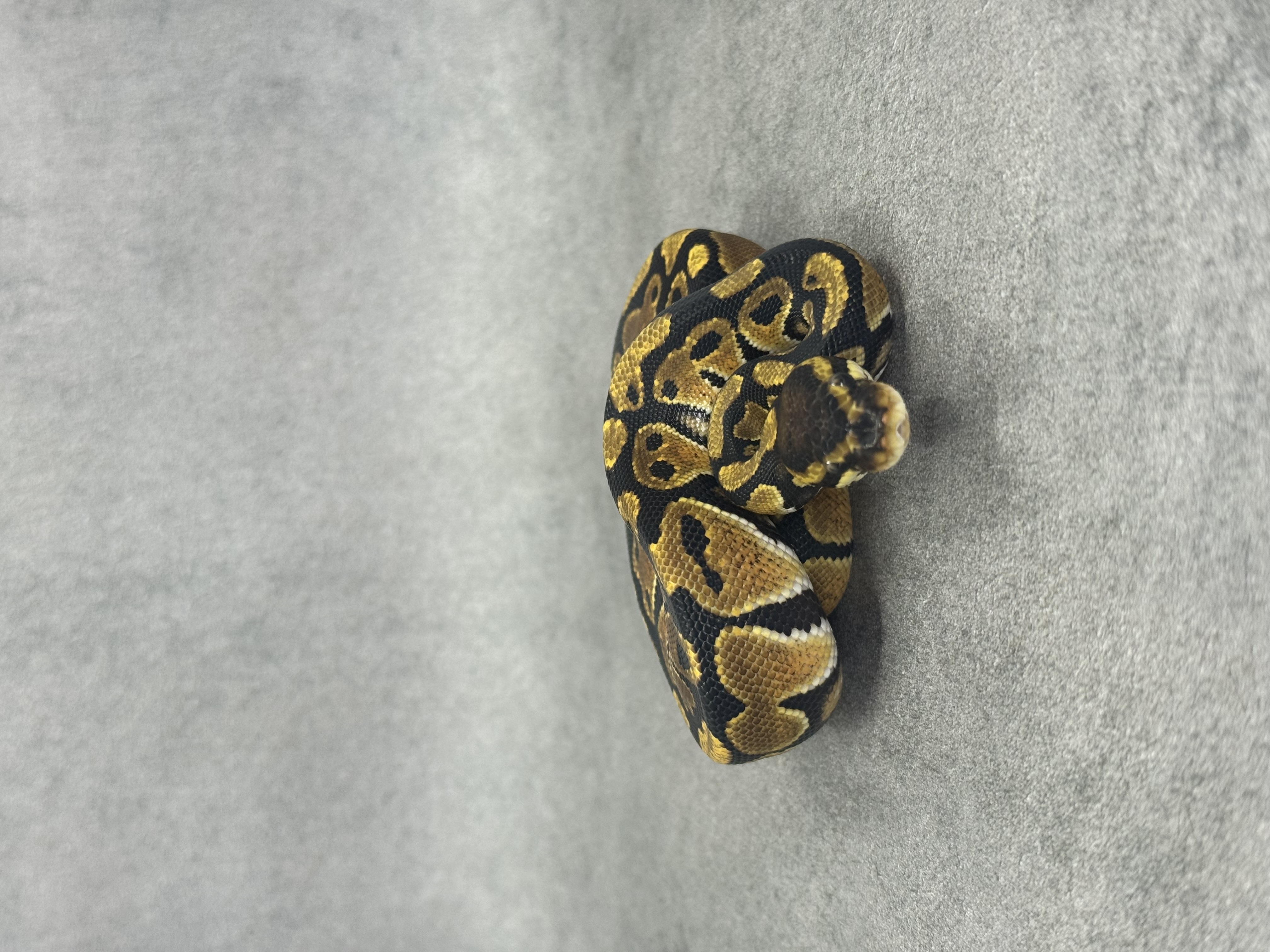 Orange Dream Het Clown Het Desert Ghost 3