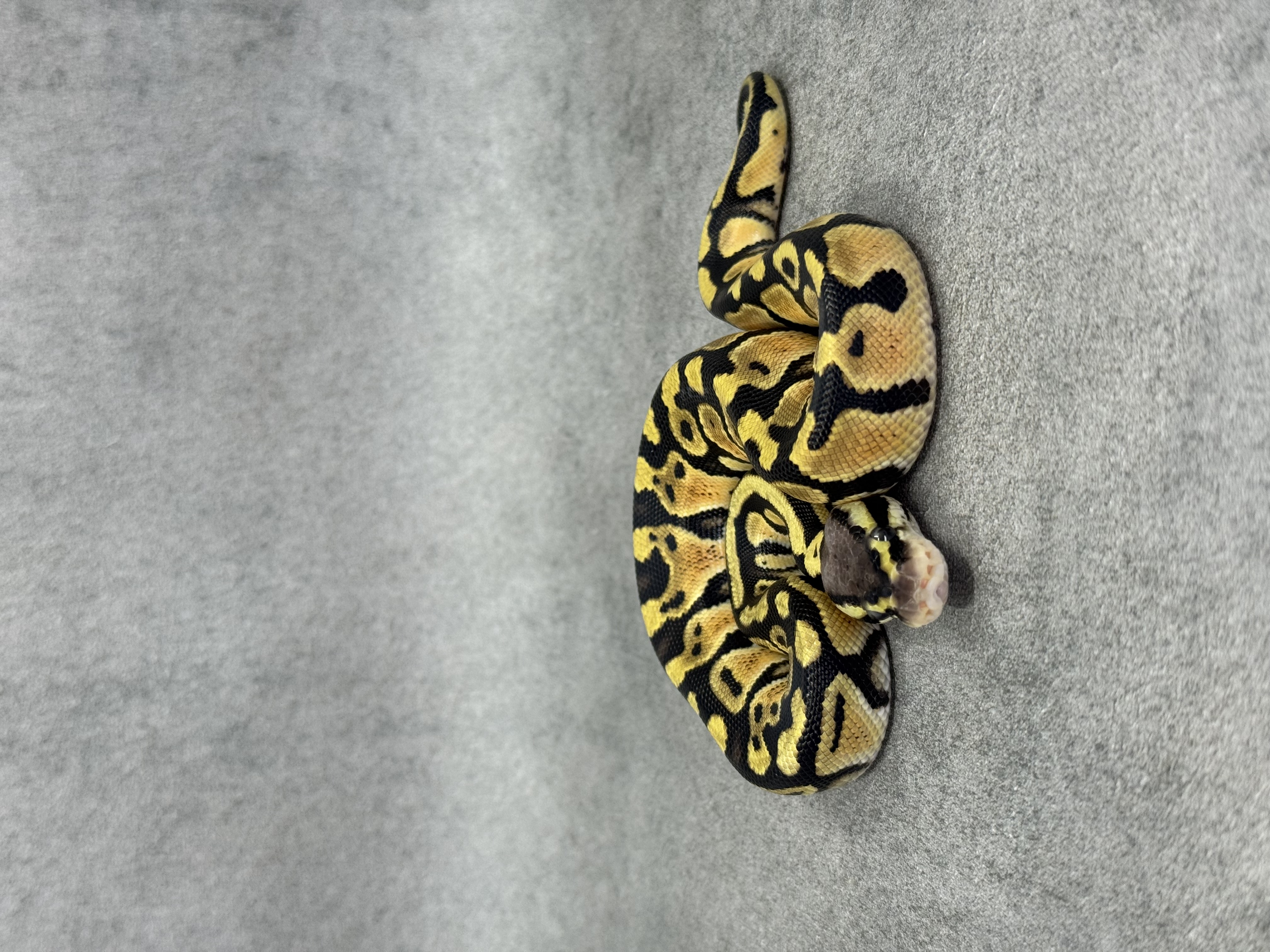 Pastel Het Hypo Het Desert Ghost Het Clown 2
