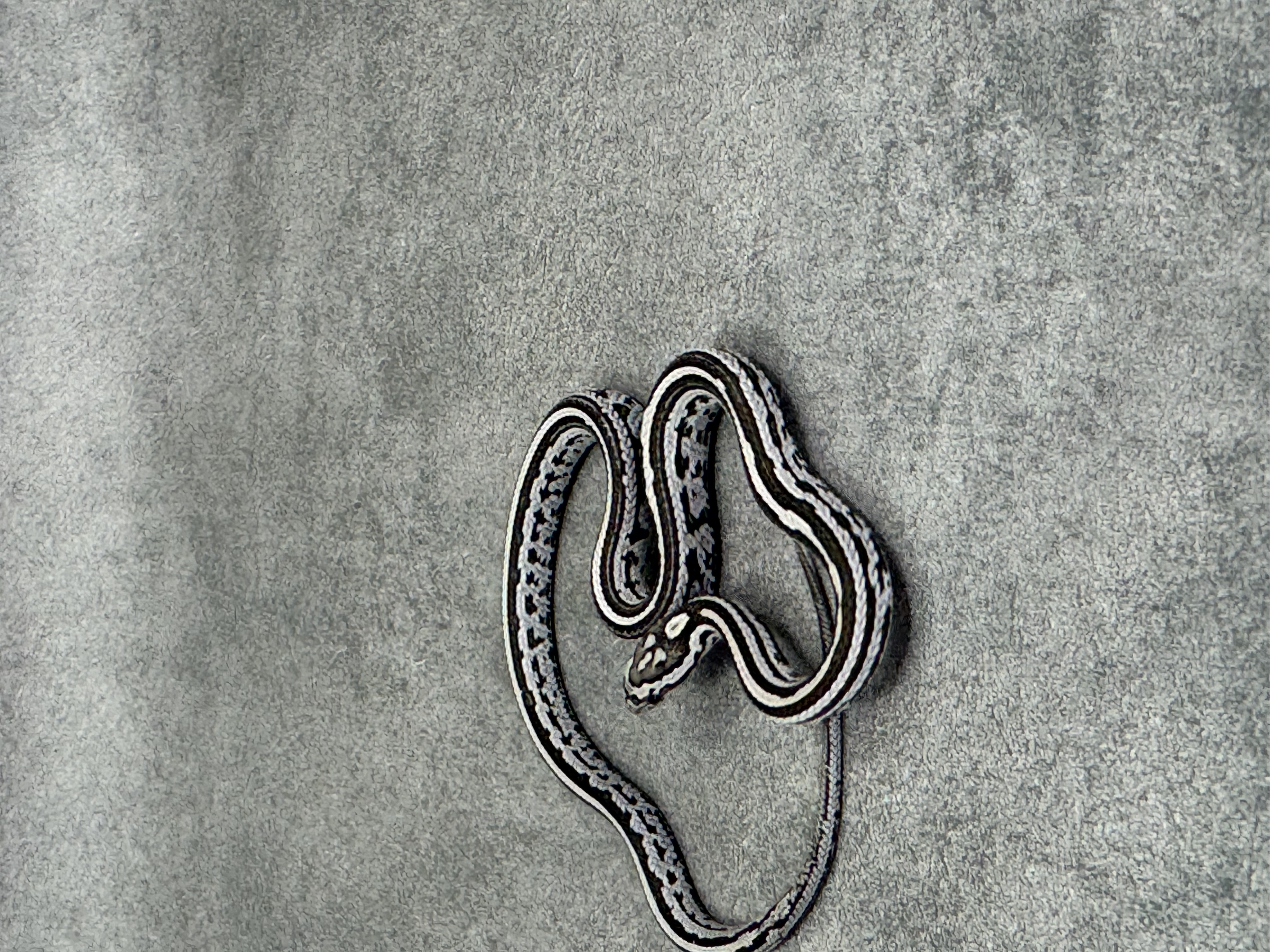 Anery Tessera 5