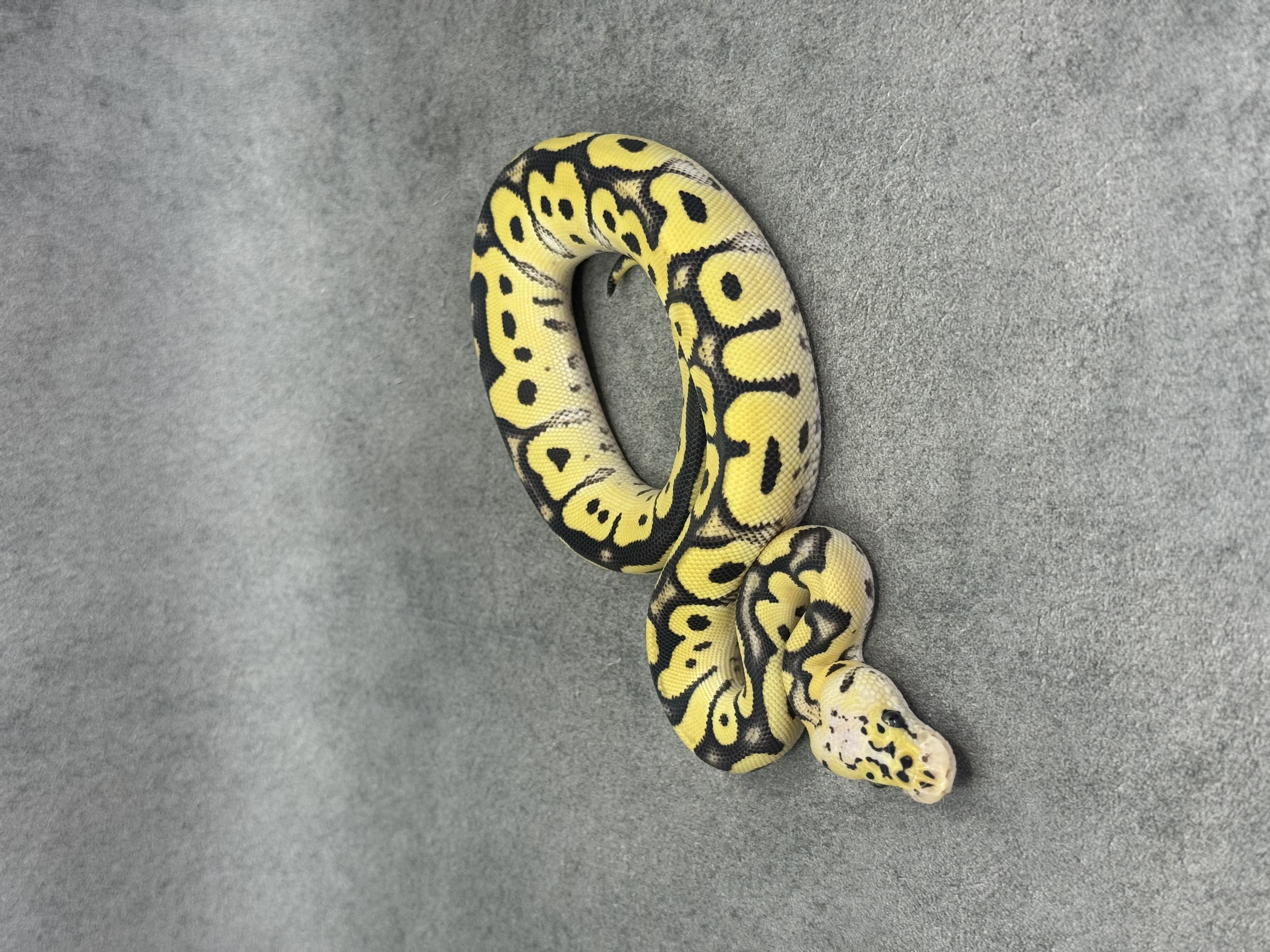 Pastel Desert Ghost Clown 3
