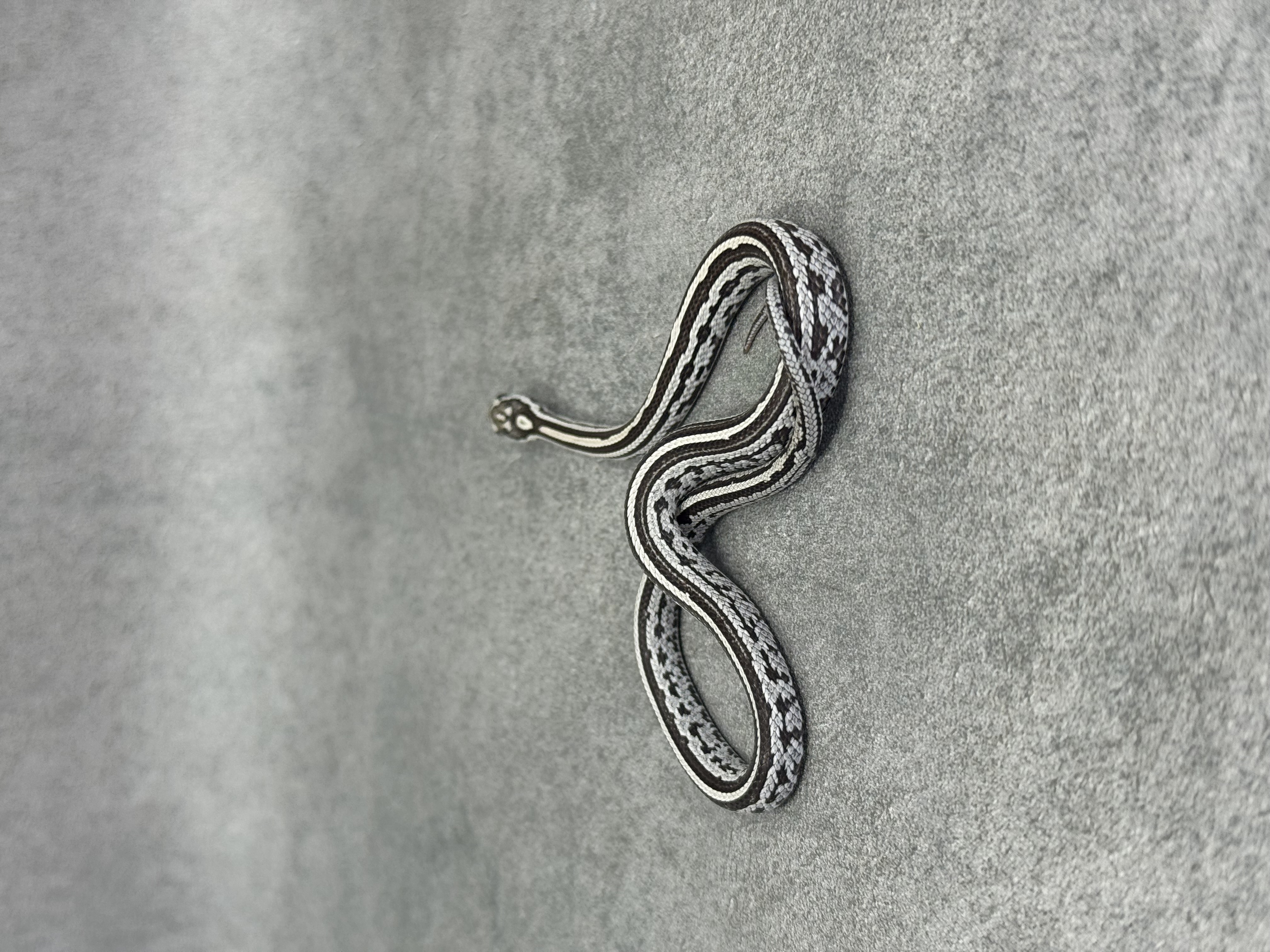 Anery Tessera 3