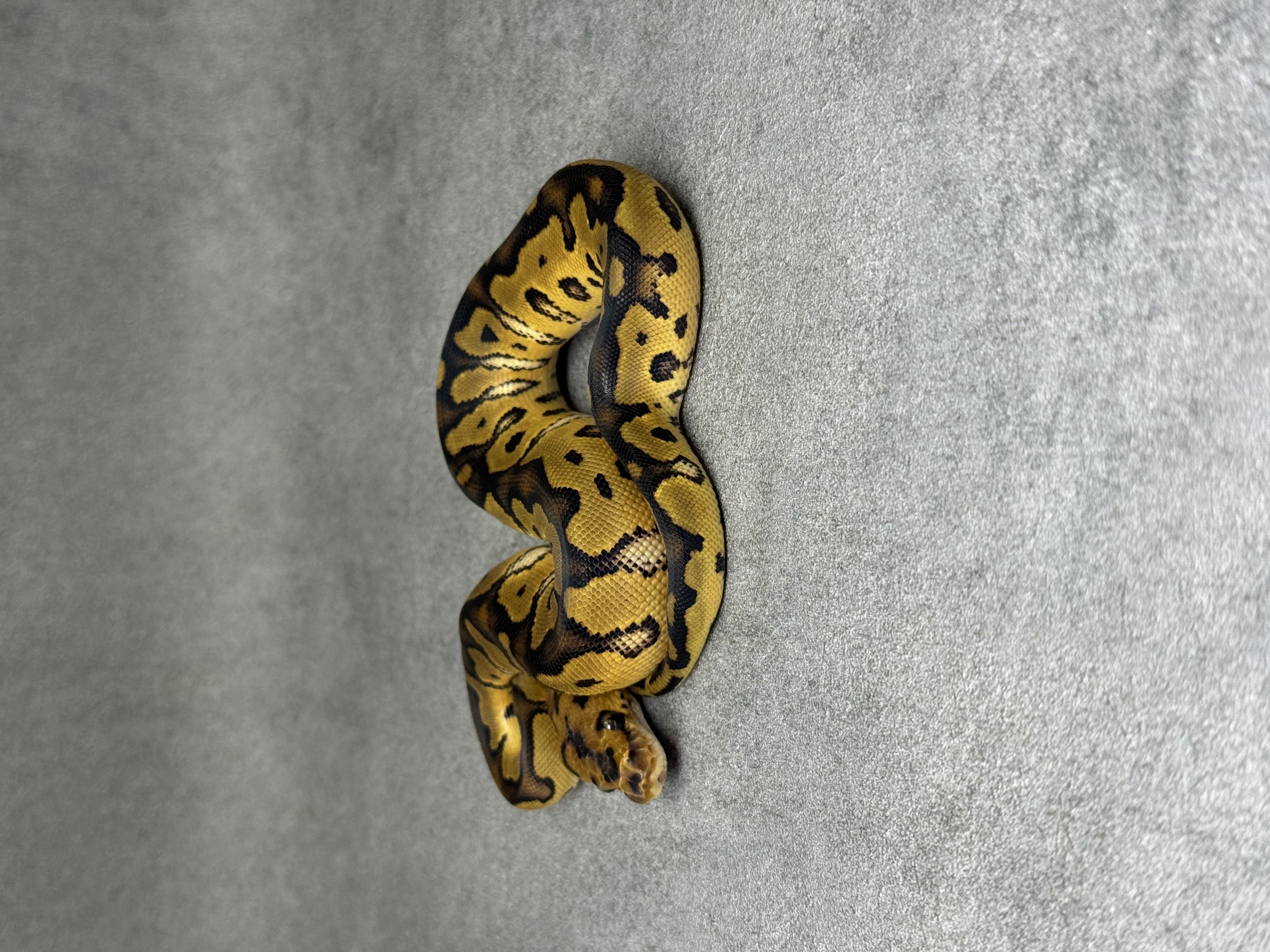 Yellow Belly Clown 3