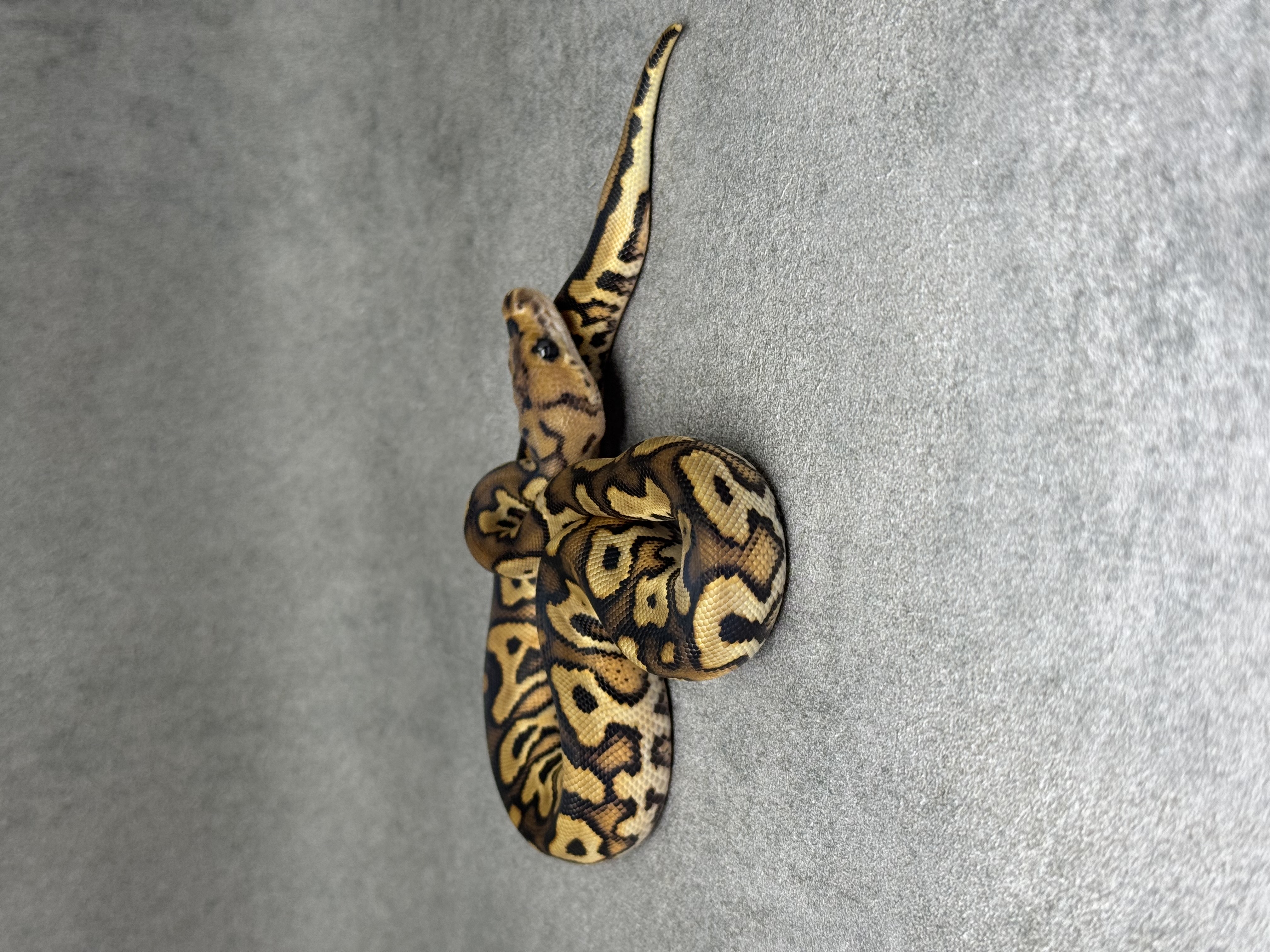 Black Pastel Yellow Belly Clown 2