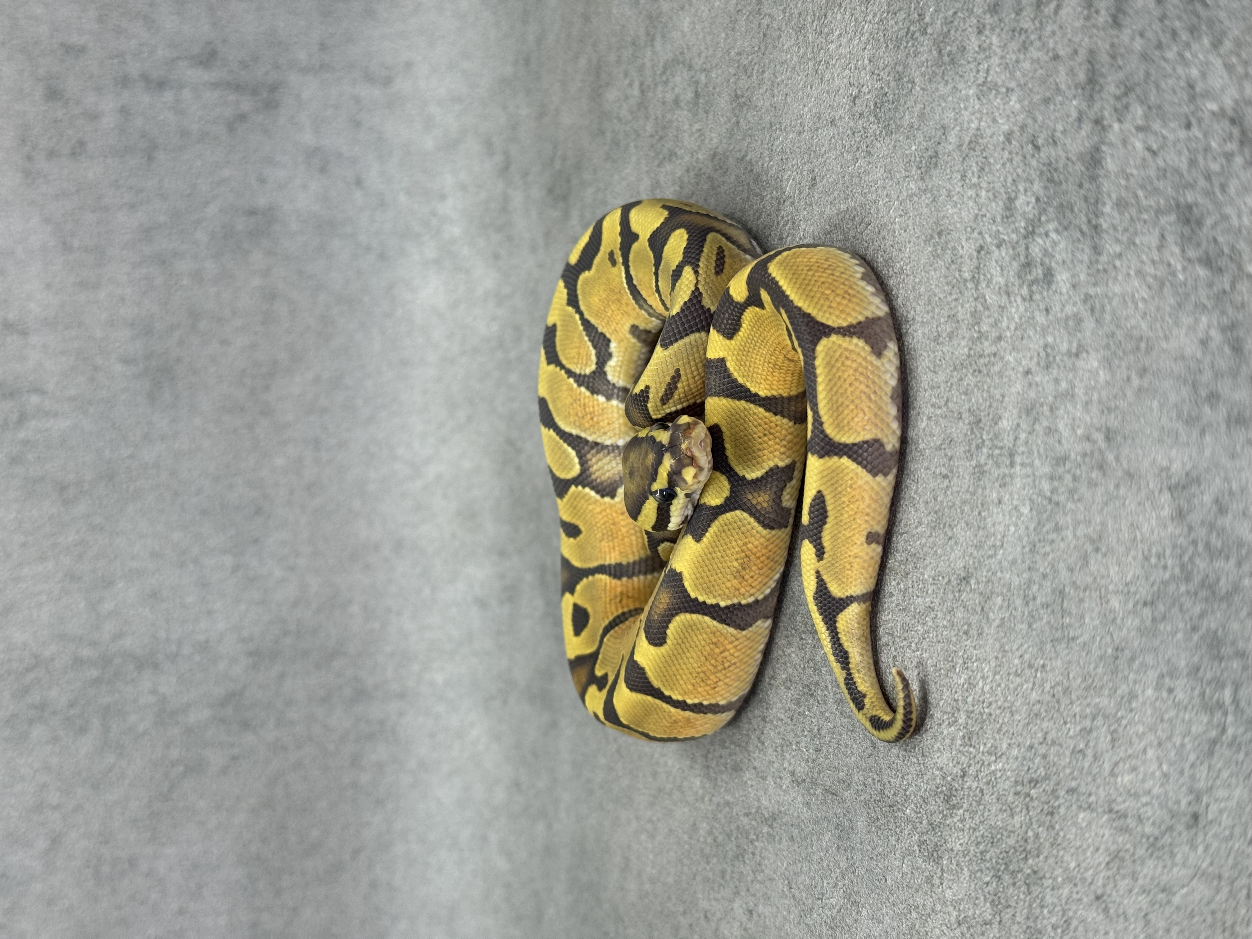 Enchi Hypo Het Piebald 4