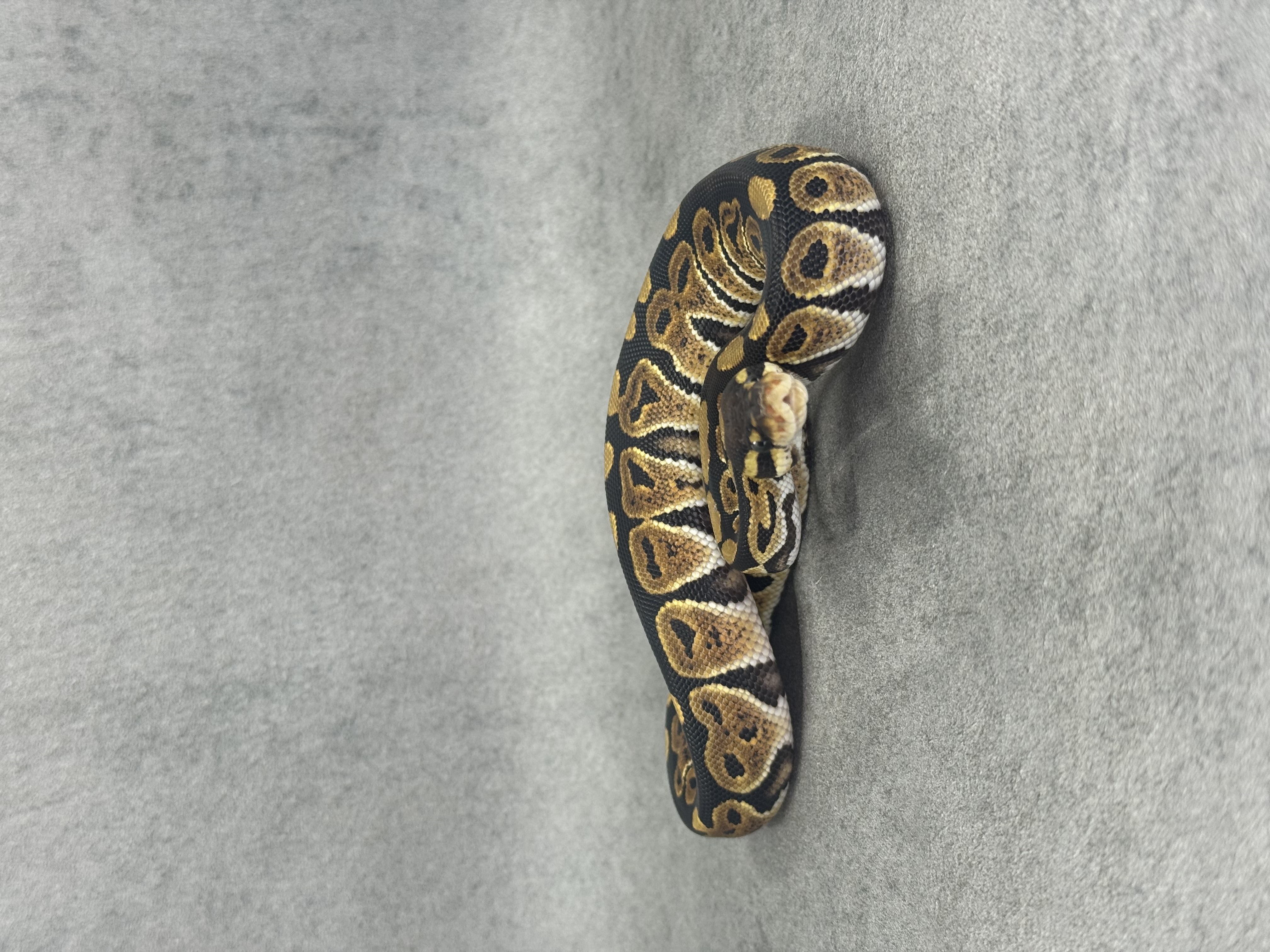 Black Pastel Het Desert Ghost 2