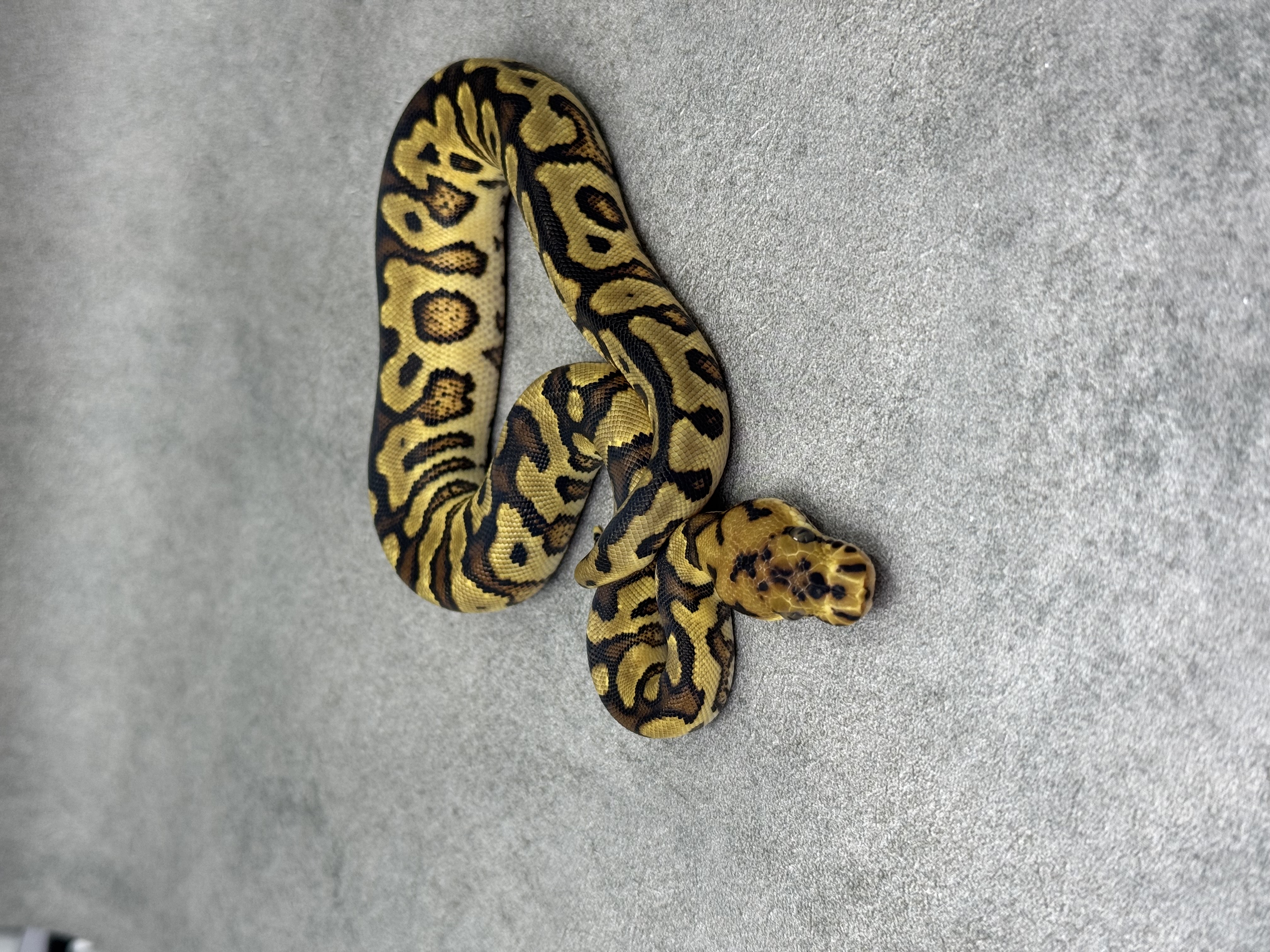 Yellow Belly Spotnose Clown 3