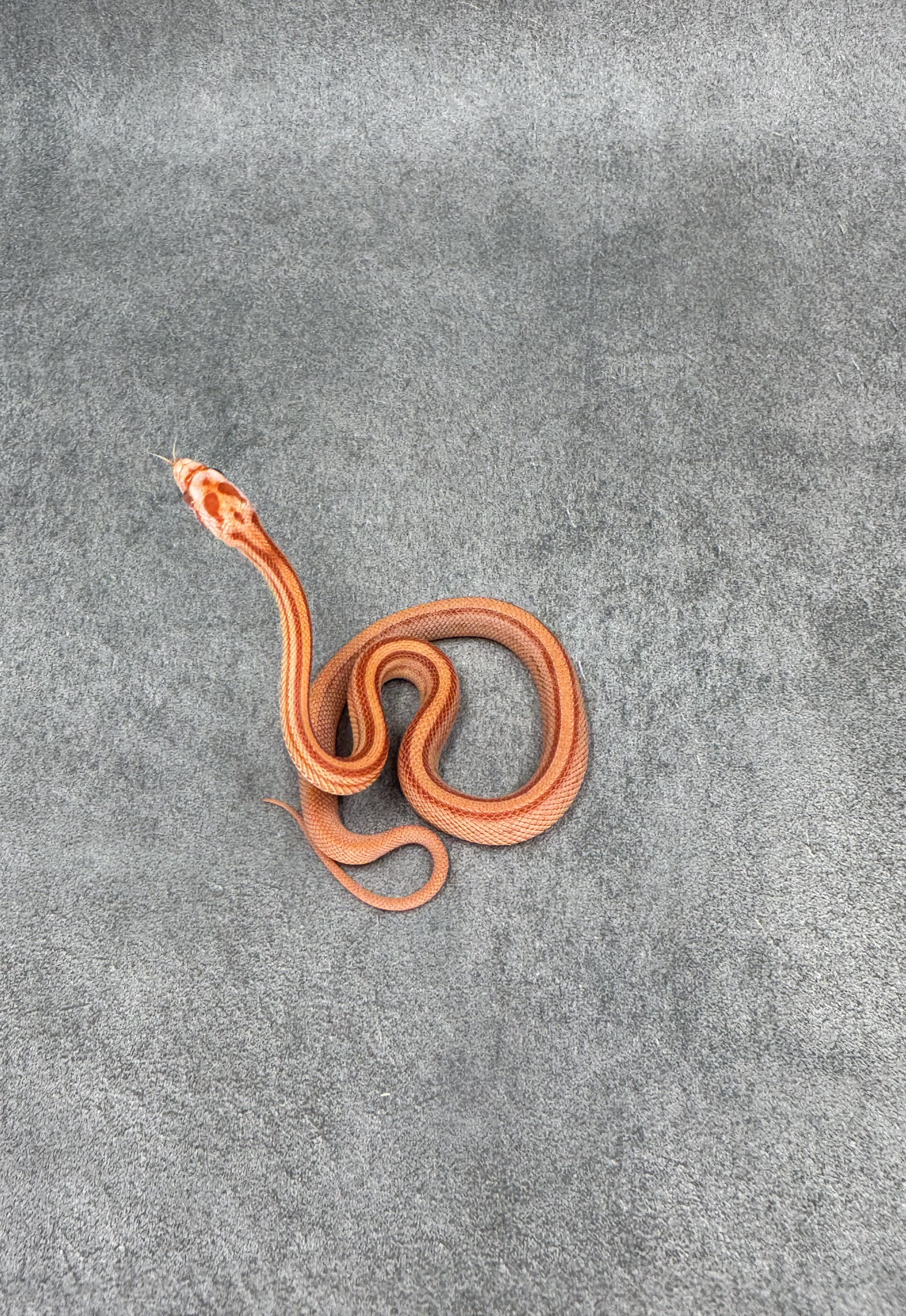 Amel Stripe Het Caramel Hypo 5