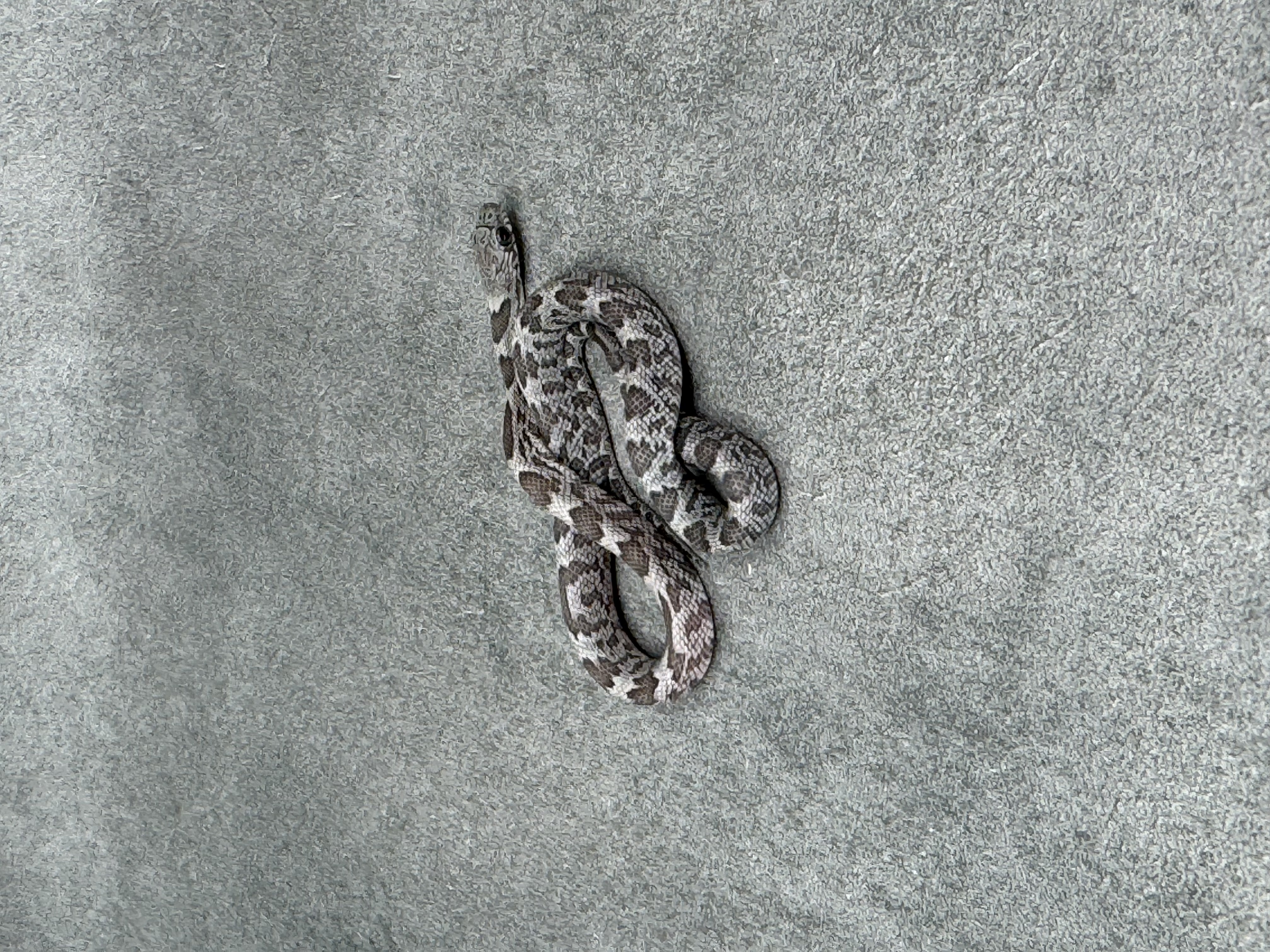 Korenslang uit eigen kweek bij Jazz Reptiles