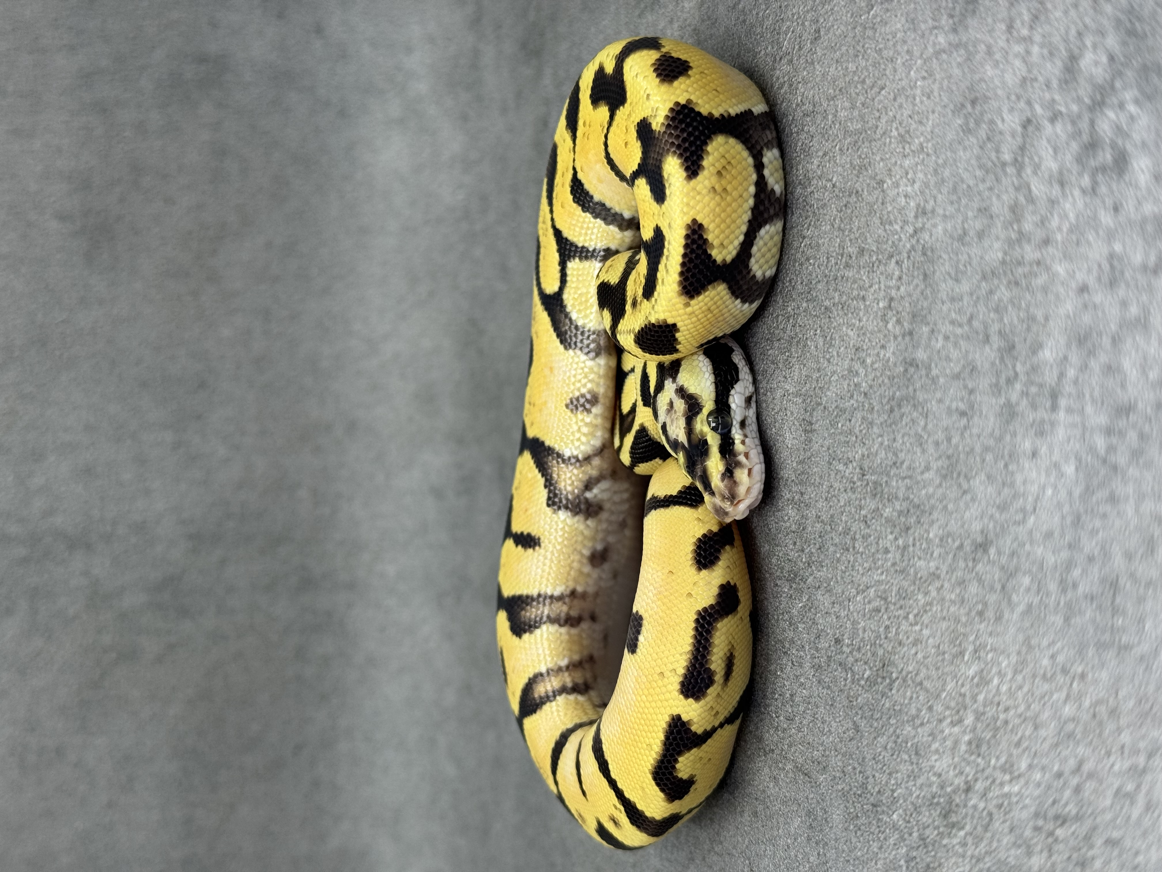 Pastel Enchi Spotnose Fire Het Clown