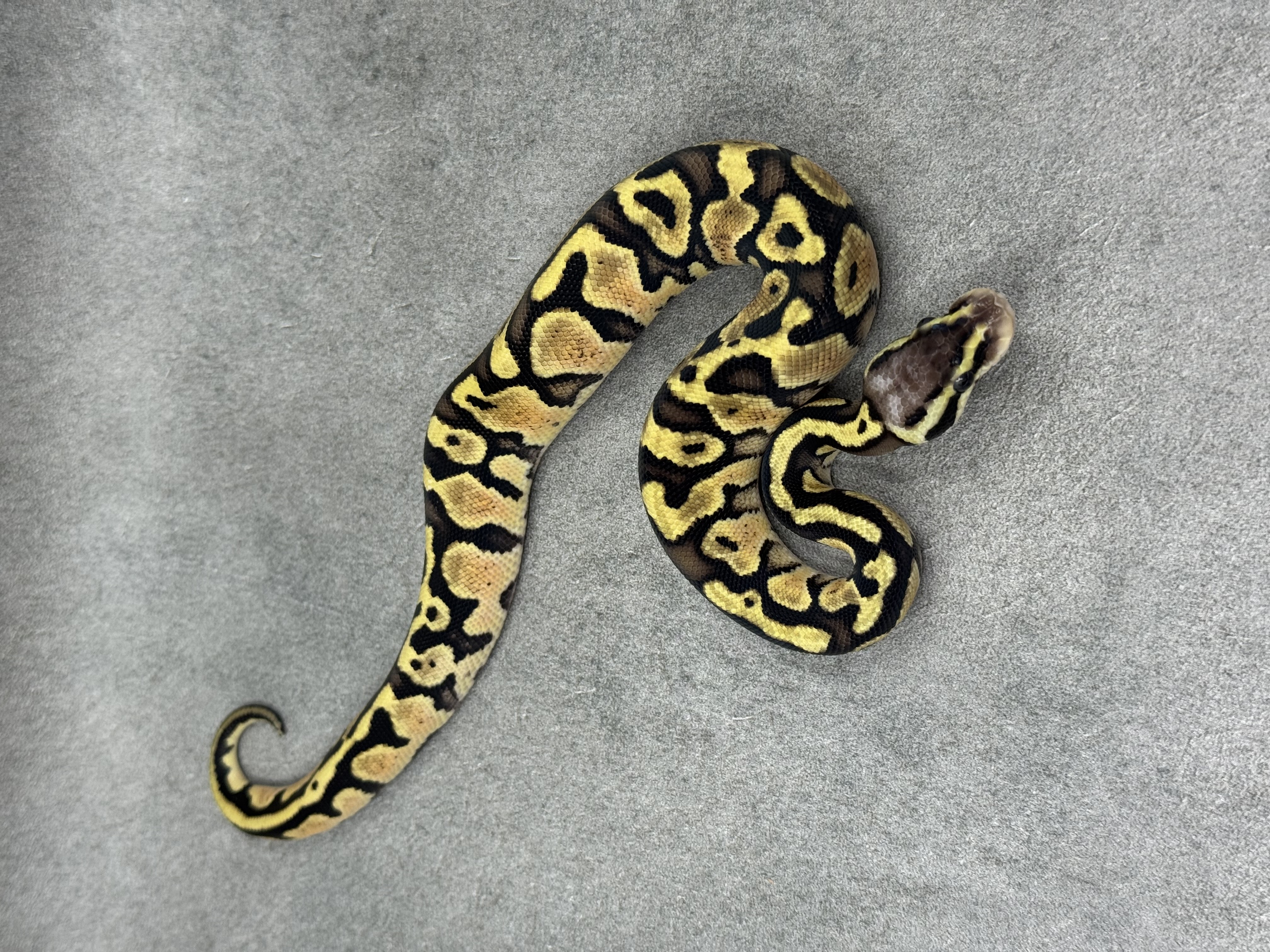 Pastel Het Piebald 2