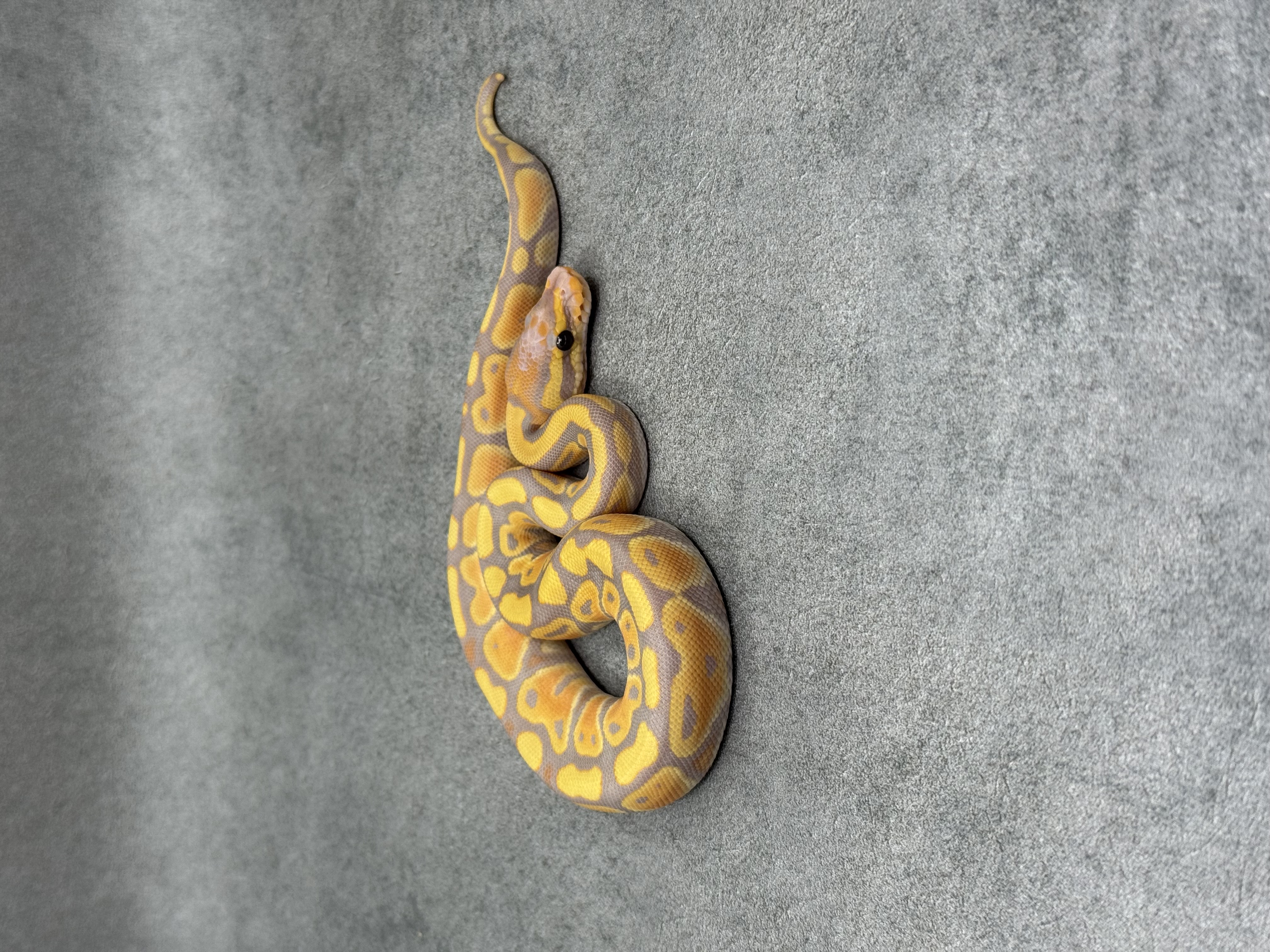 Banana Het Clown