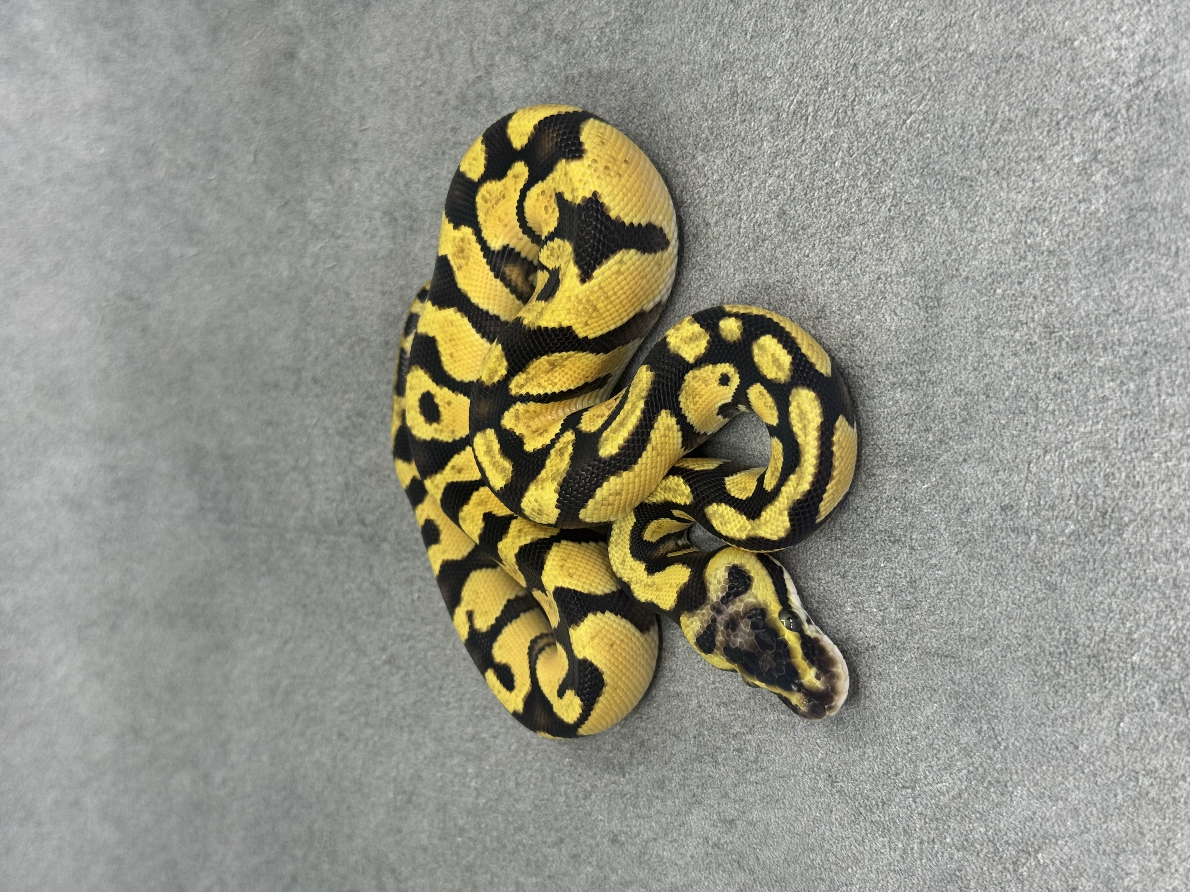Enchi Orange Dream Het Clown Het Desert Ghost 5