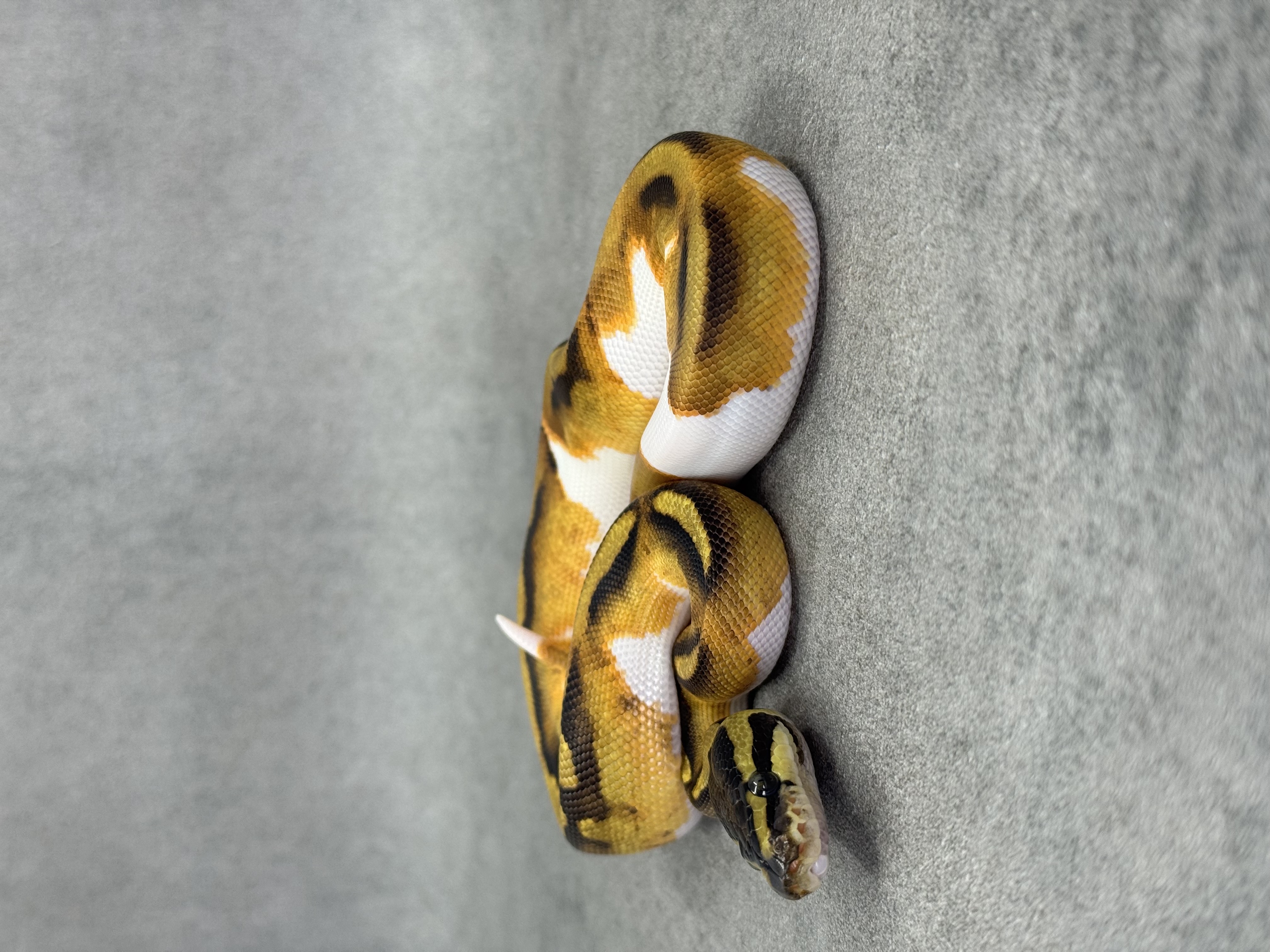 Ghi Enchi Piebald Het Hypo
