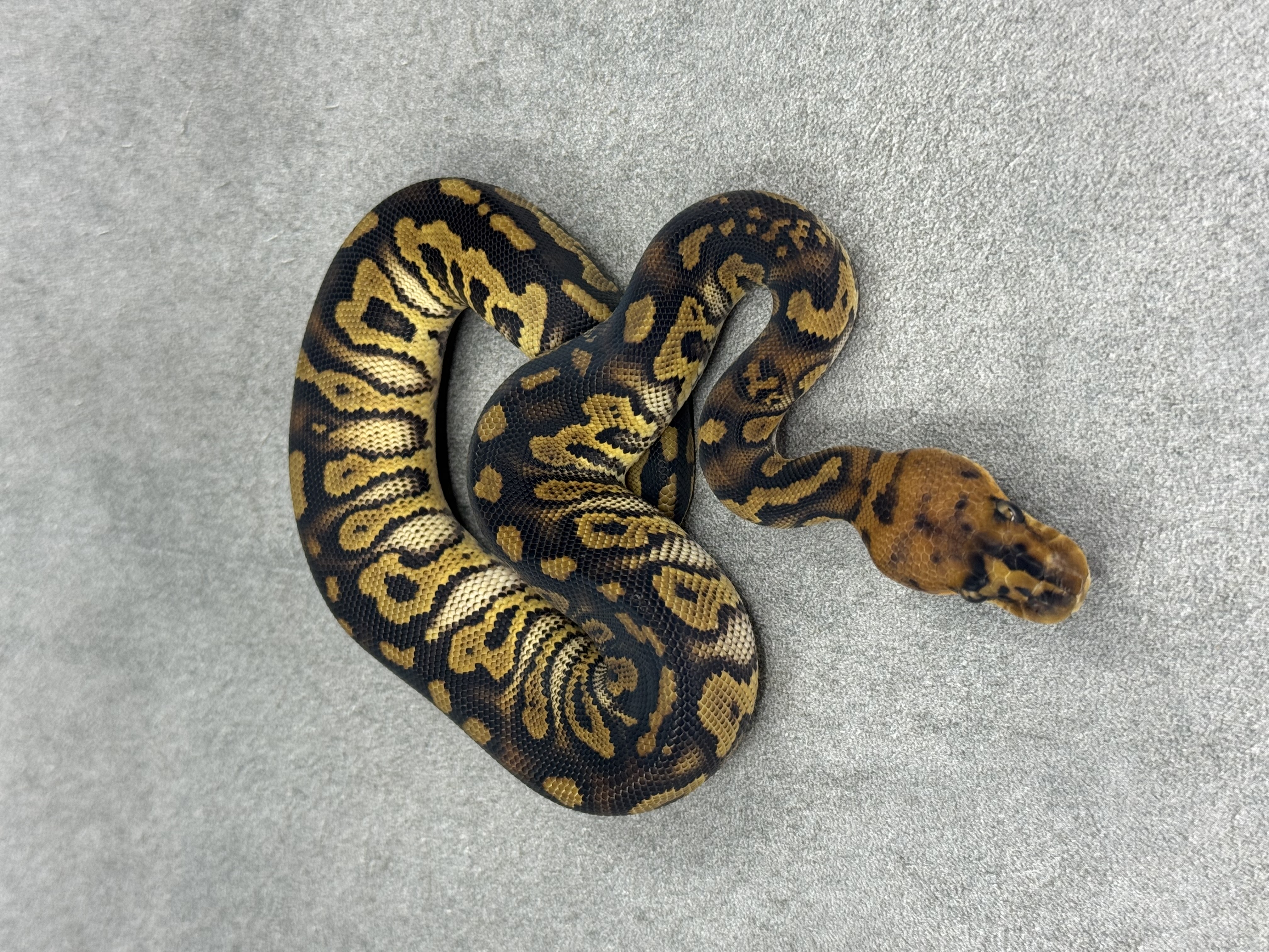 Stranger Clown Het Hypo 3
