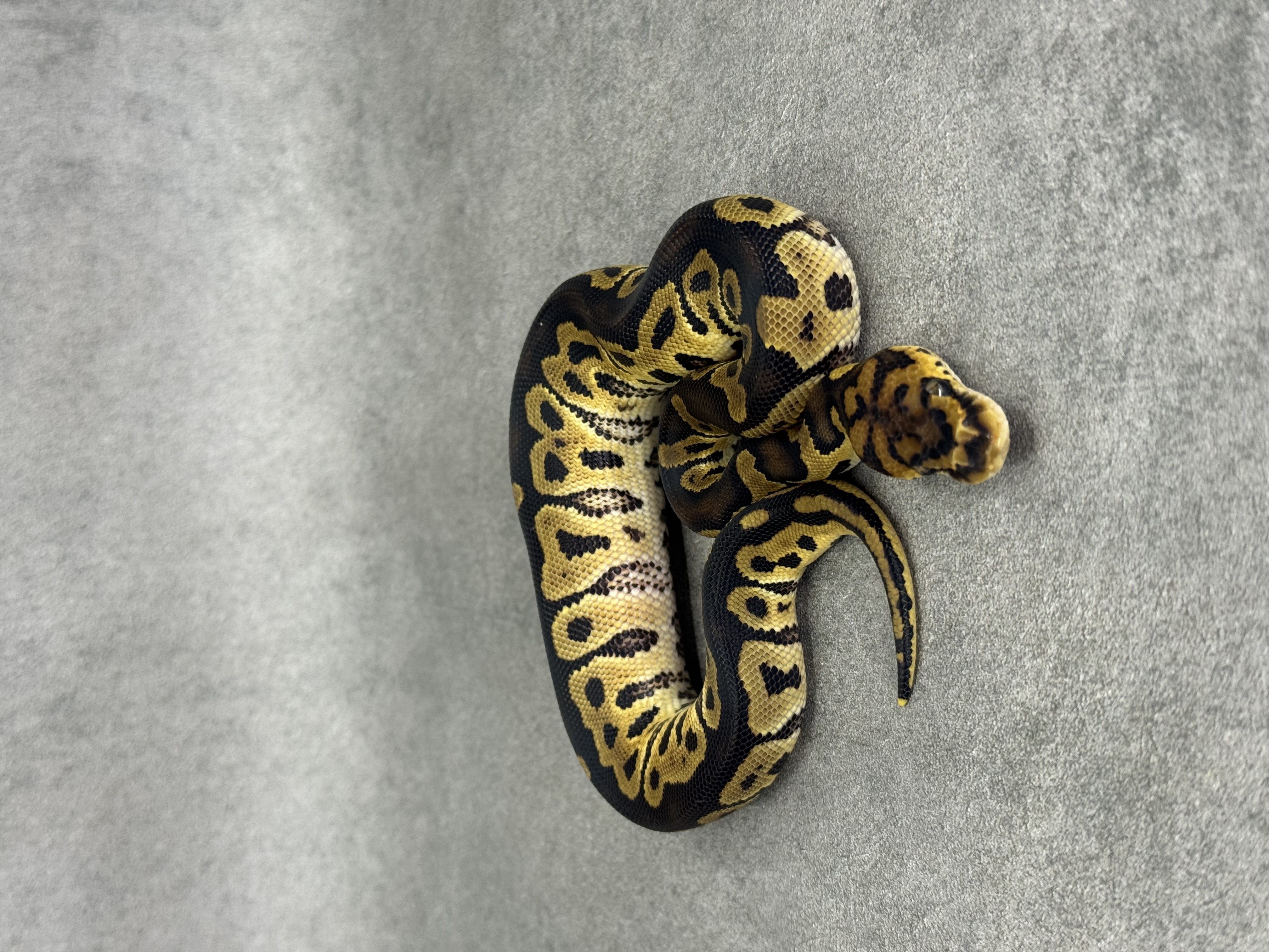 Clown Het Hypo 3