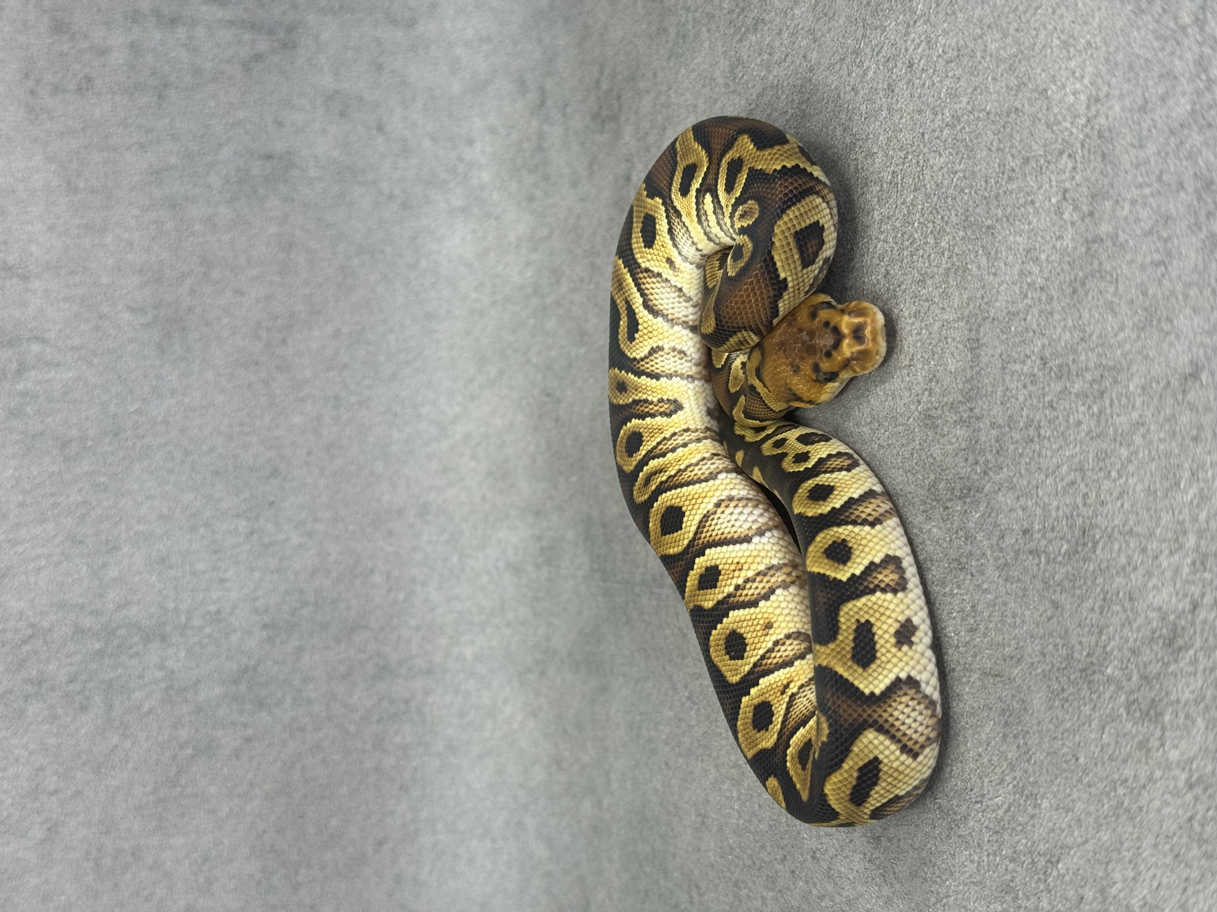 Bongo Cypress Clown Poss Enchi 2