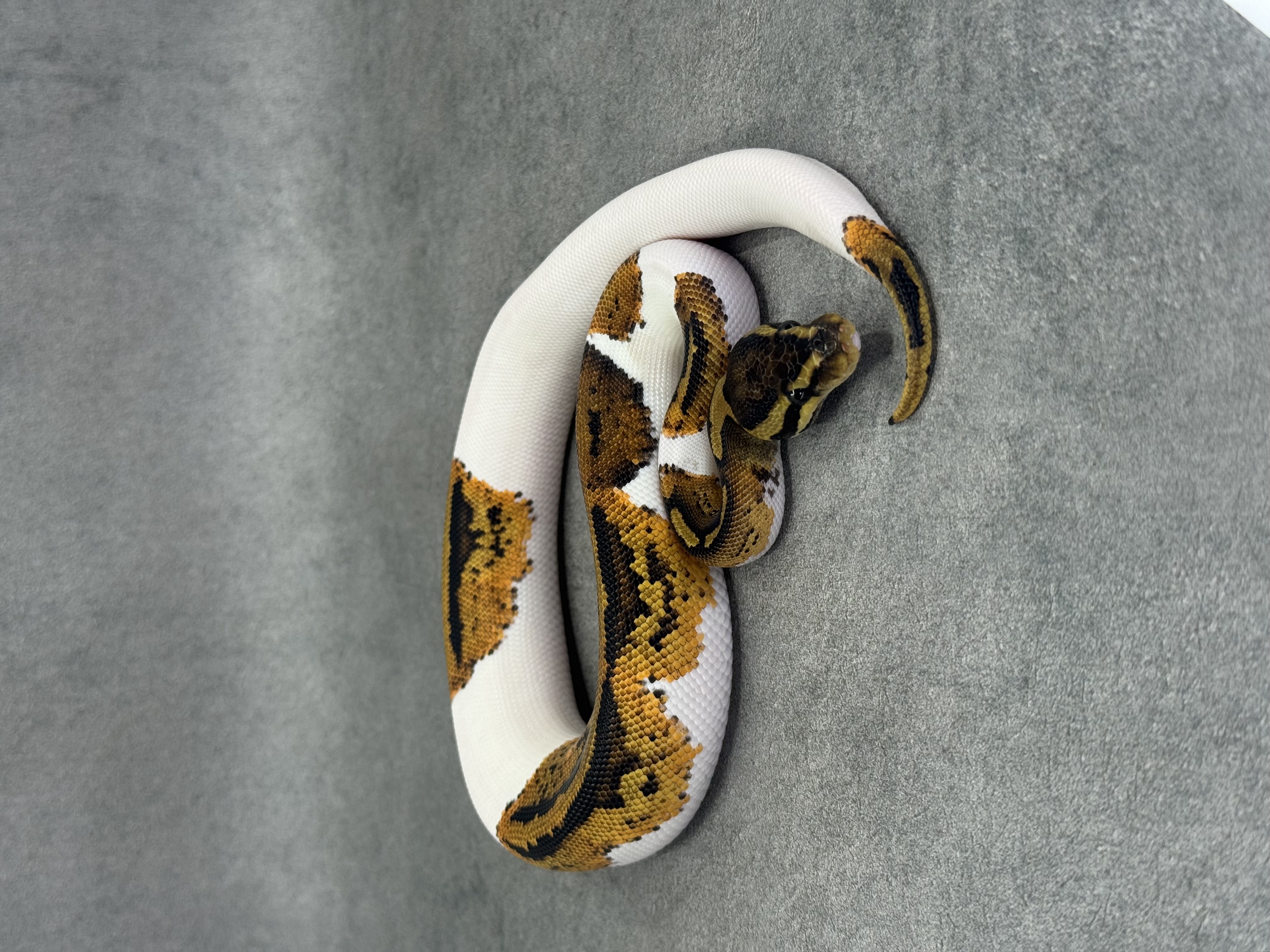 Yellow Belly Piebald Het Desert Ghost