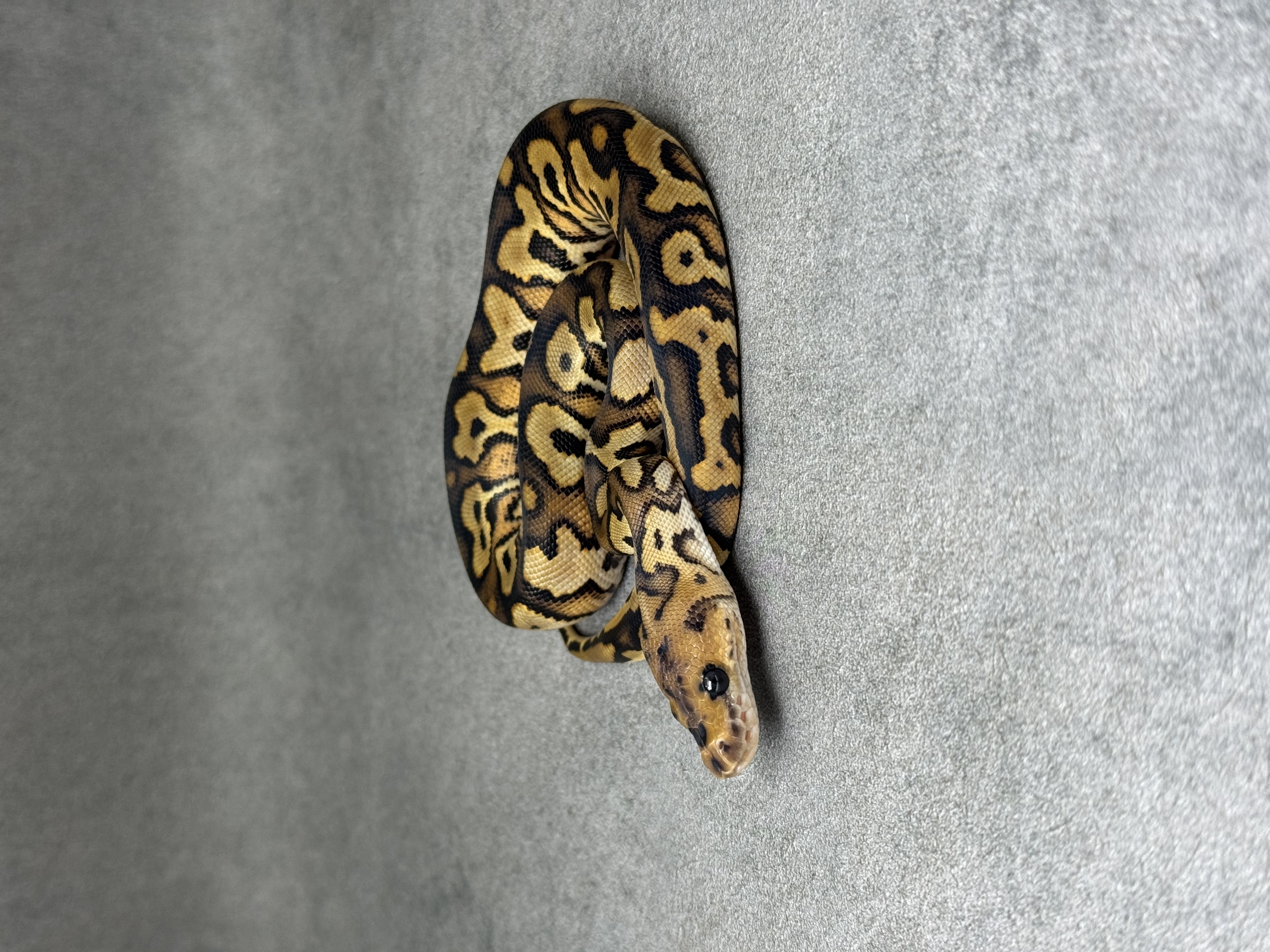 Black Pastel Yellow Belly Clown