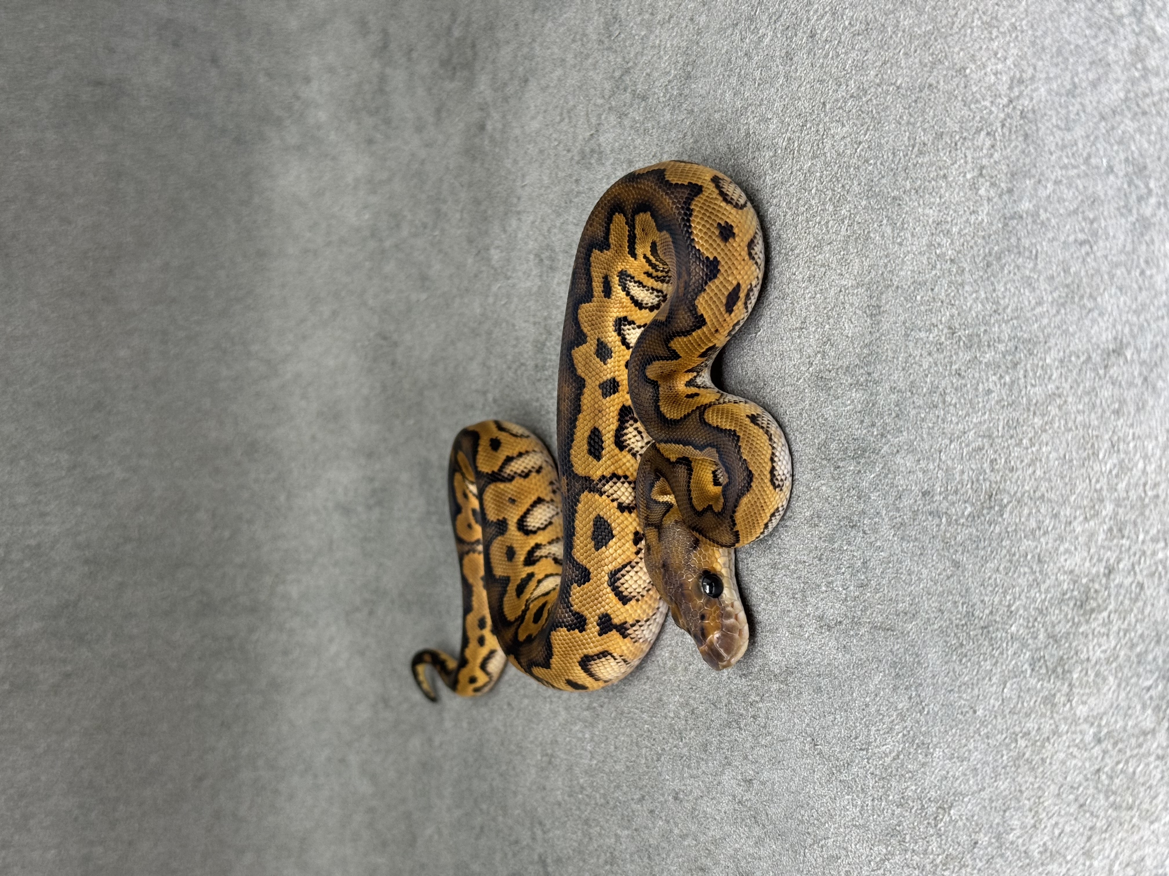 Black Pastel Redstripe Clown