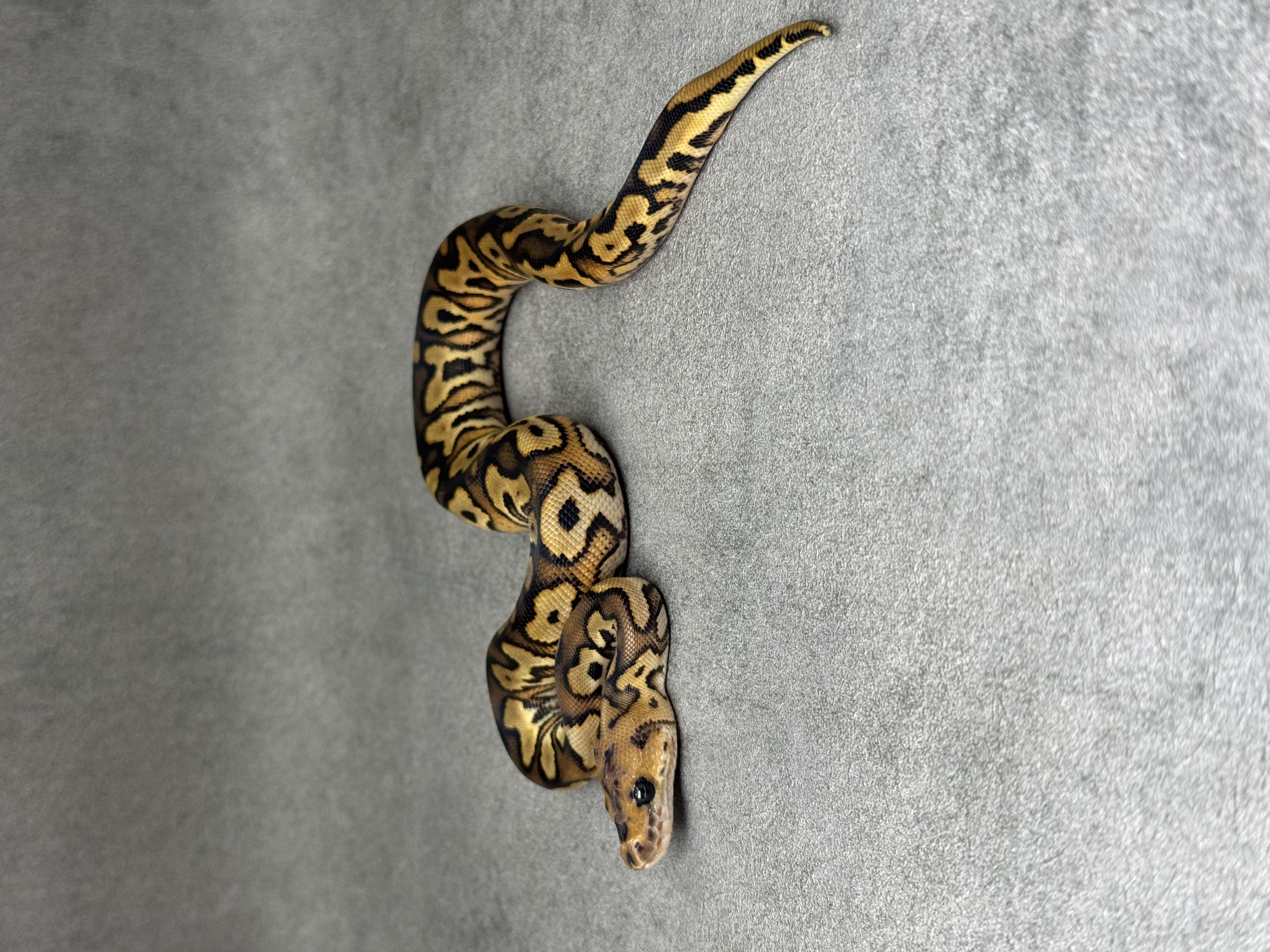 Black Pastel Yellow Belly Clown 5