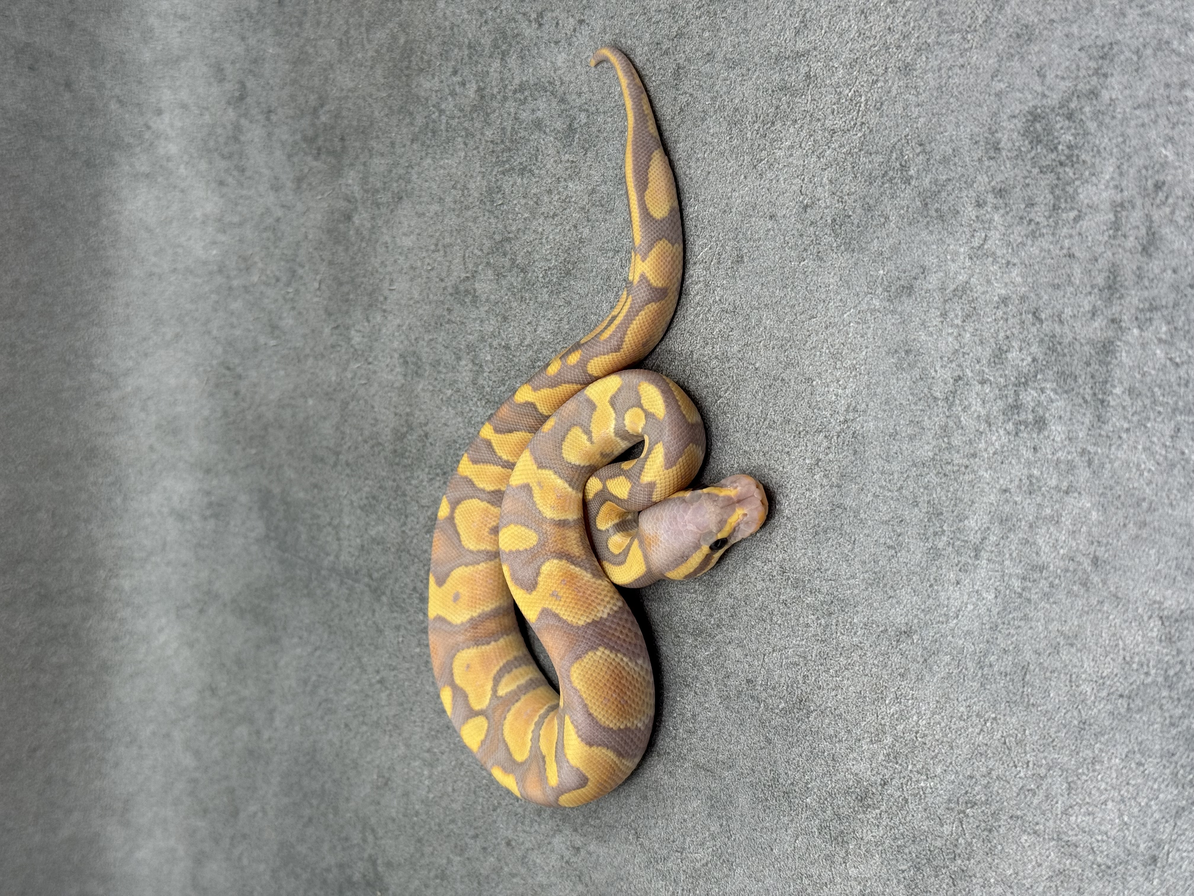 Chocolate Banana Het Clown
