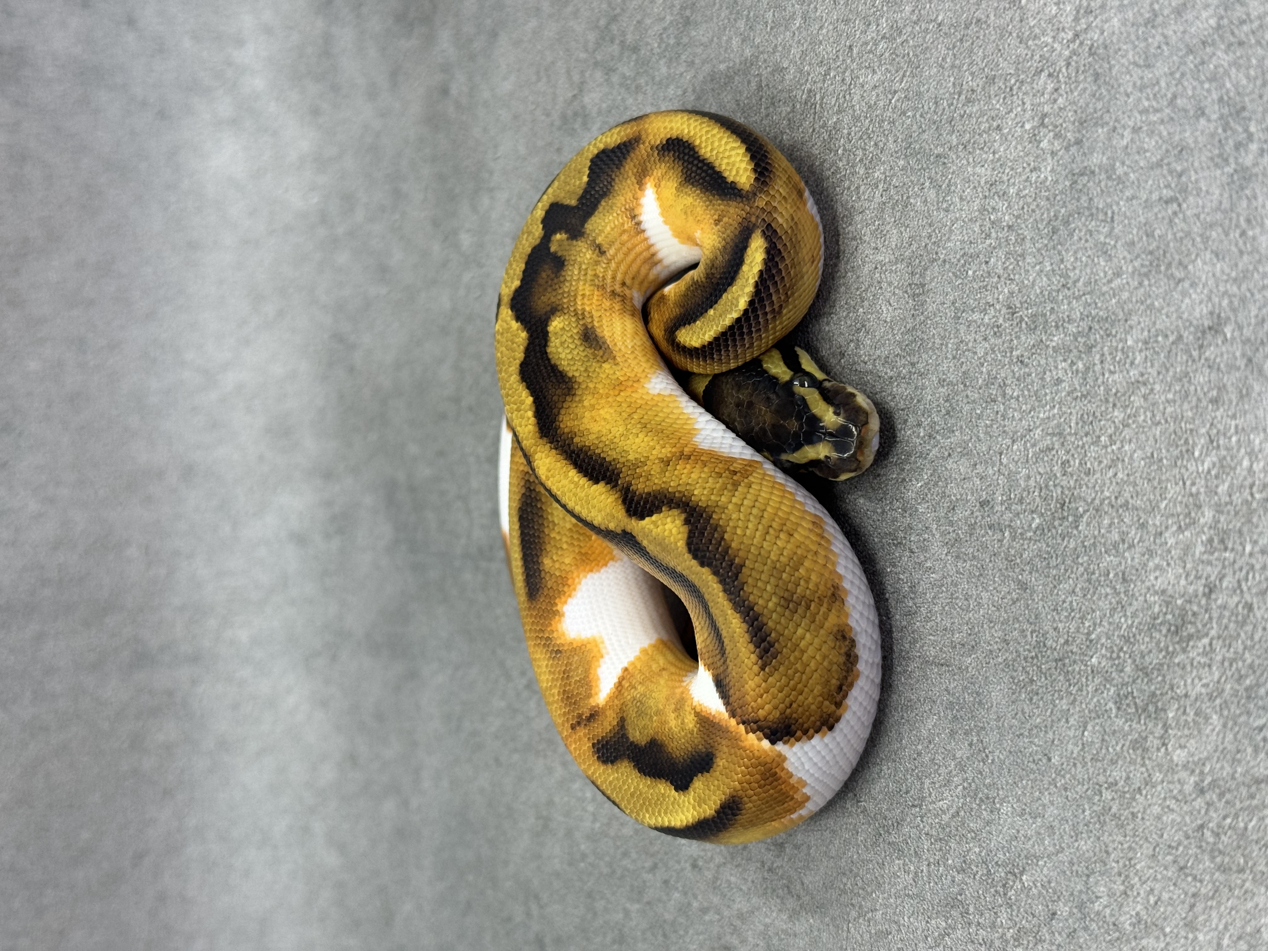 Ghi Enchi Piebald Het Hypo 3