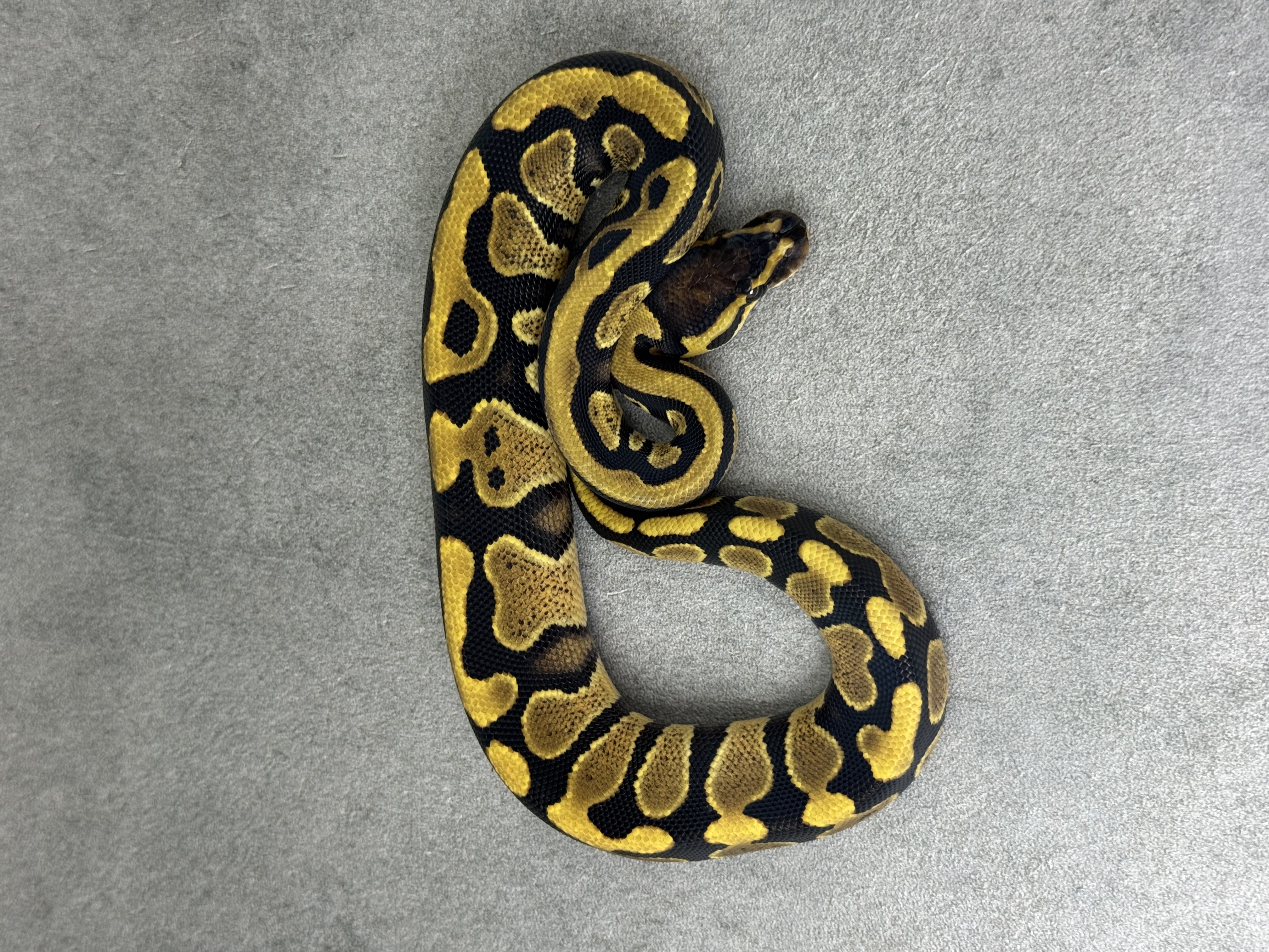 Yellow Belly Het Desert Ghost Het Clown Poss Het Piebald 2