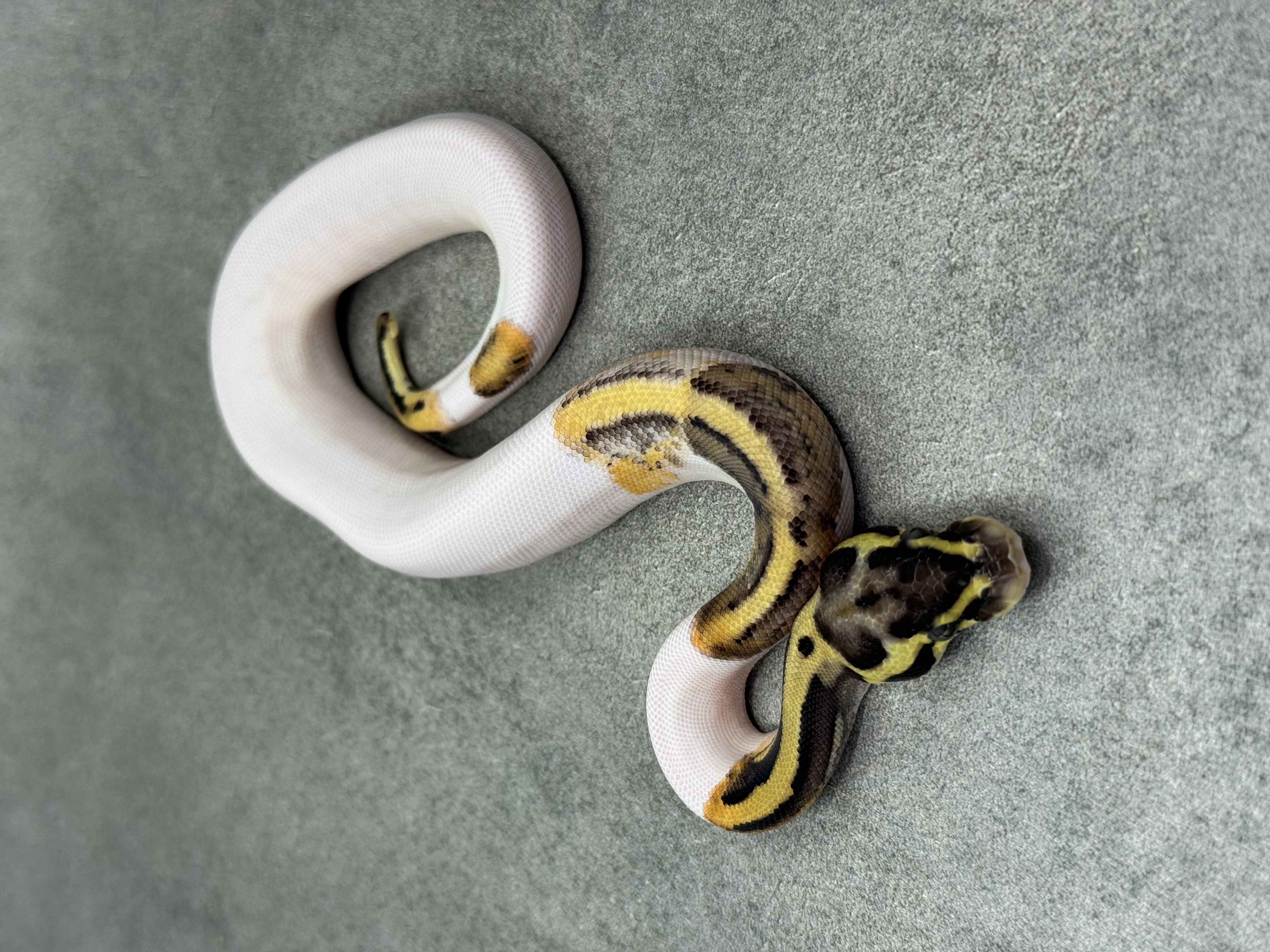 Pastel Panther Leopard Piebald 3