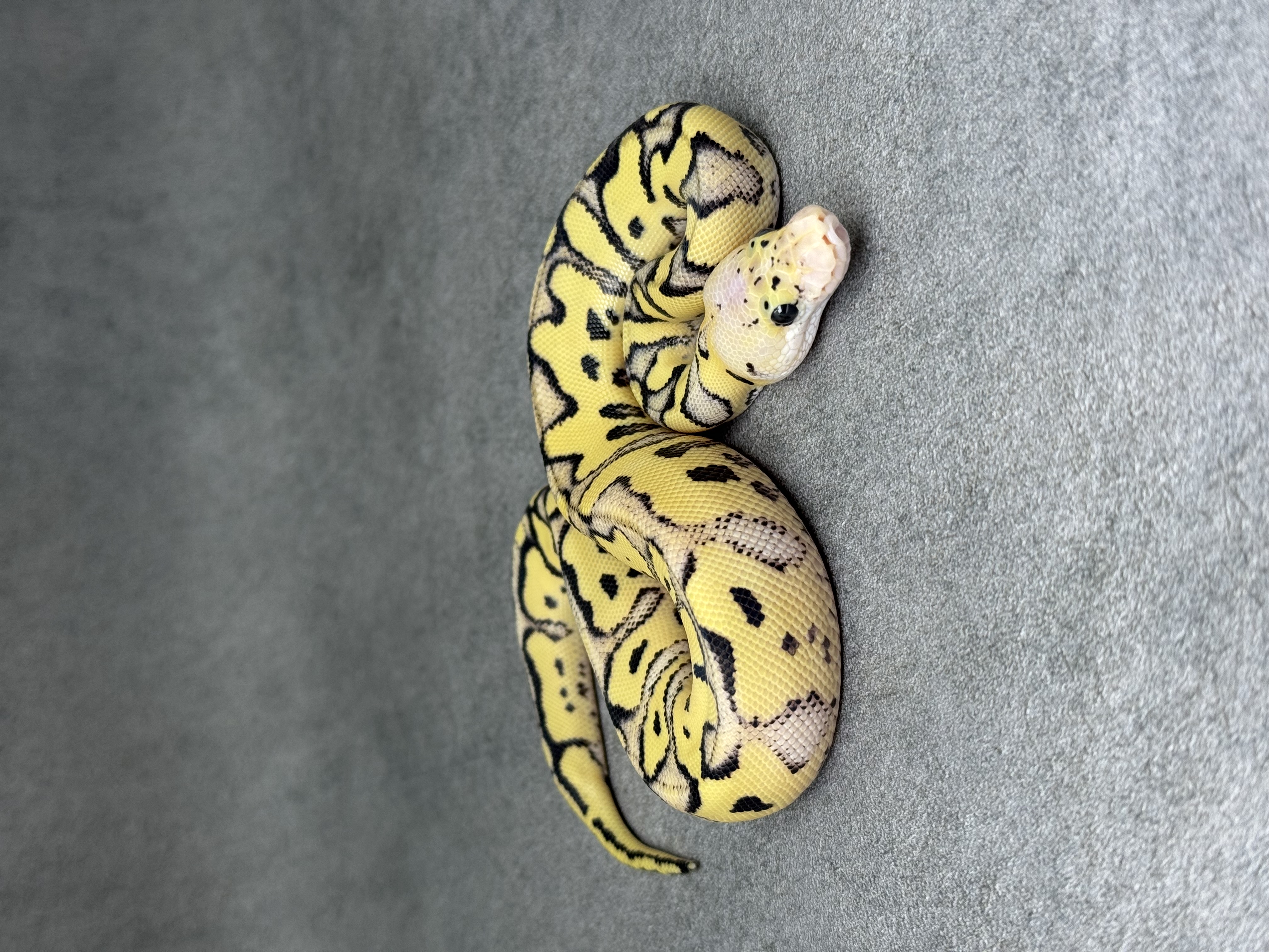 Pastel Desert Ghost Clown