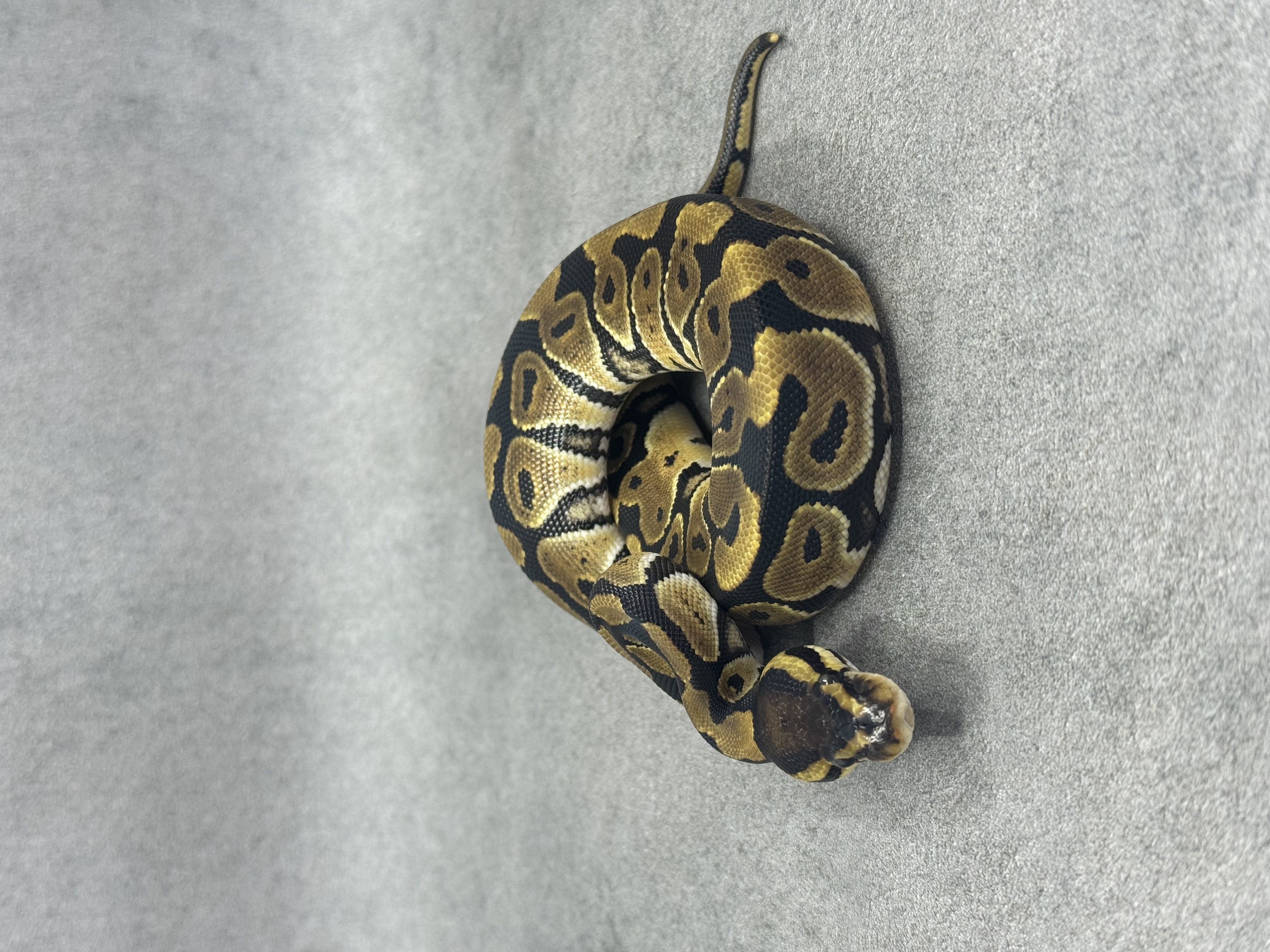 Normal Het Clown Het Desert Ghost 3