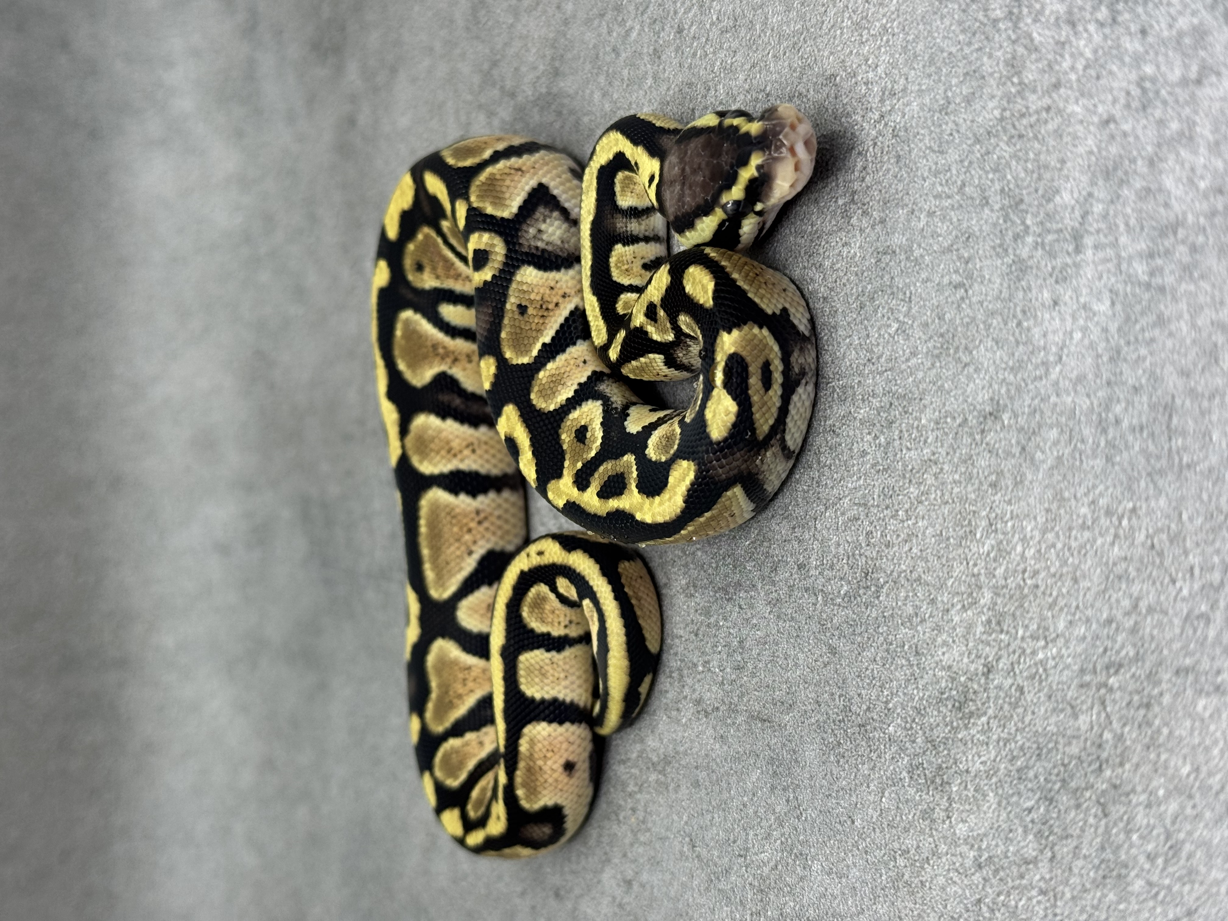 Pastel Panther Het Piebald