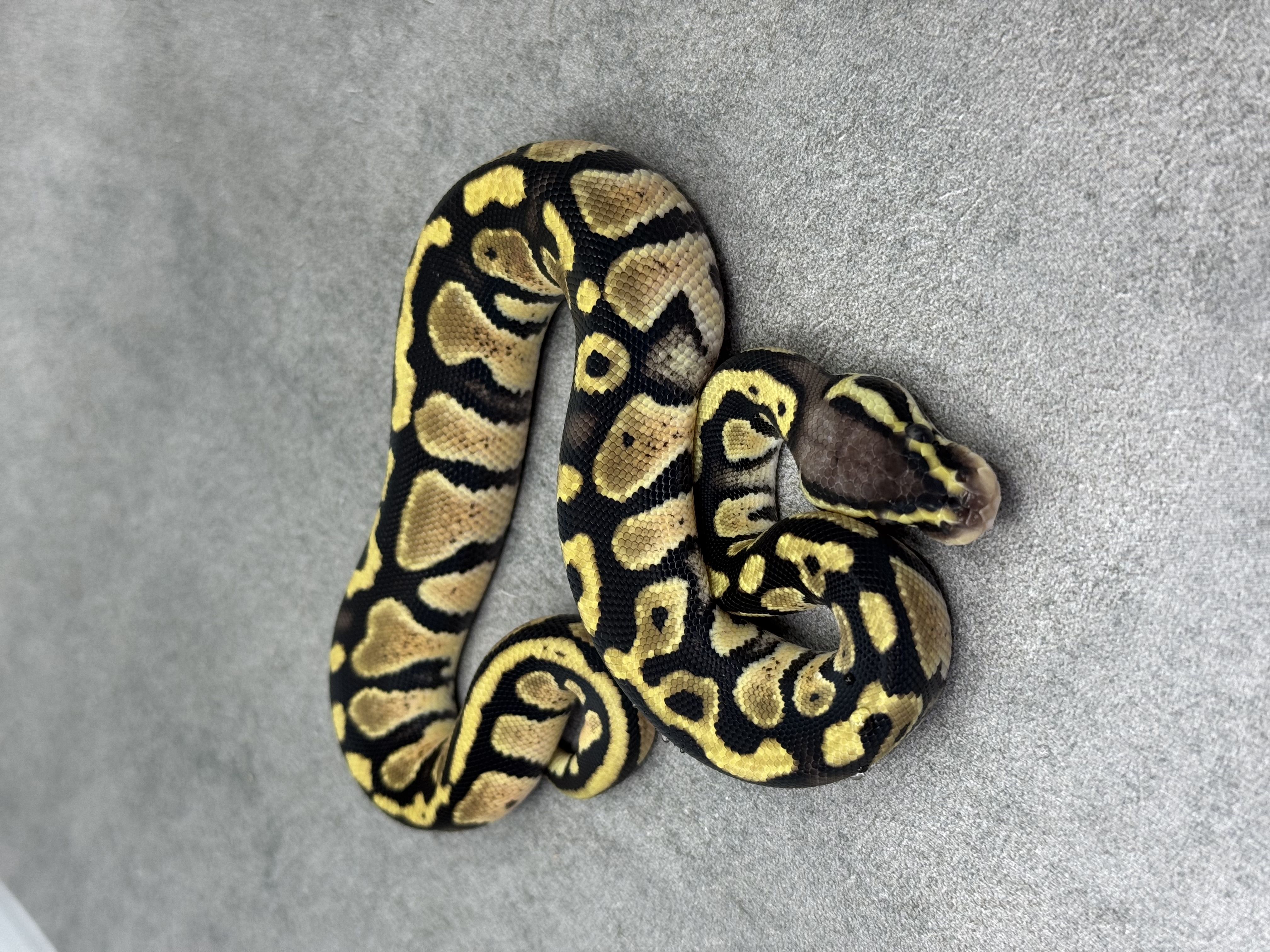 Pastel Panther Het Piebald 4
