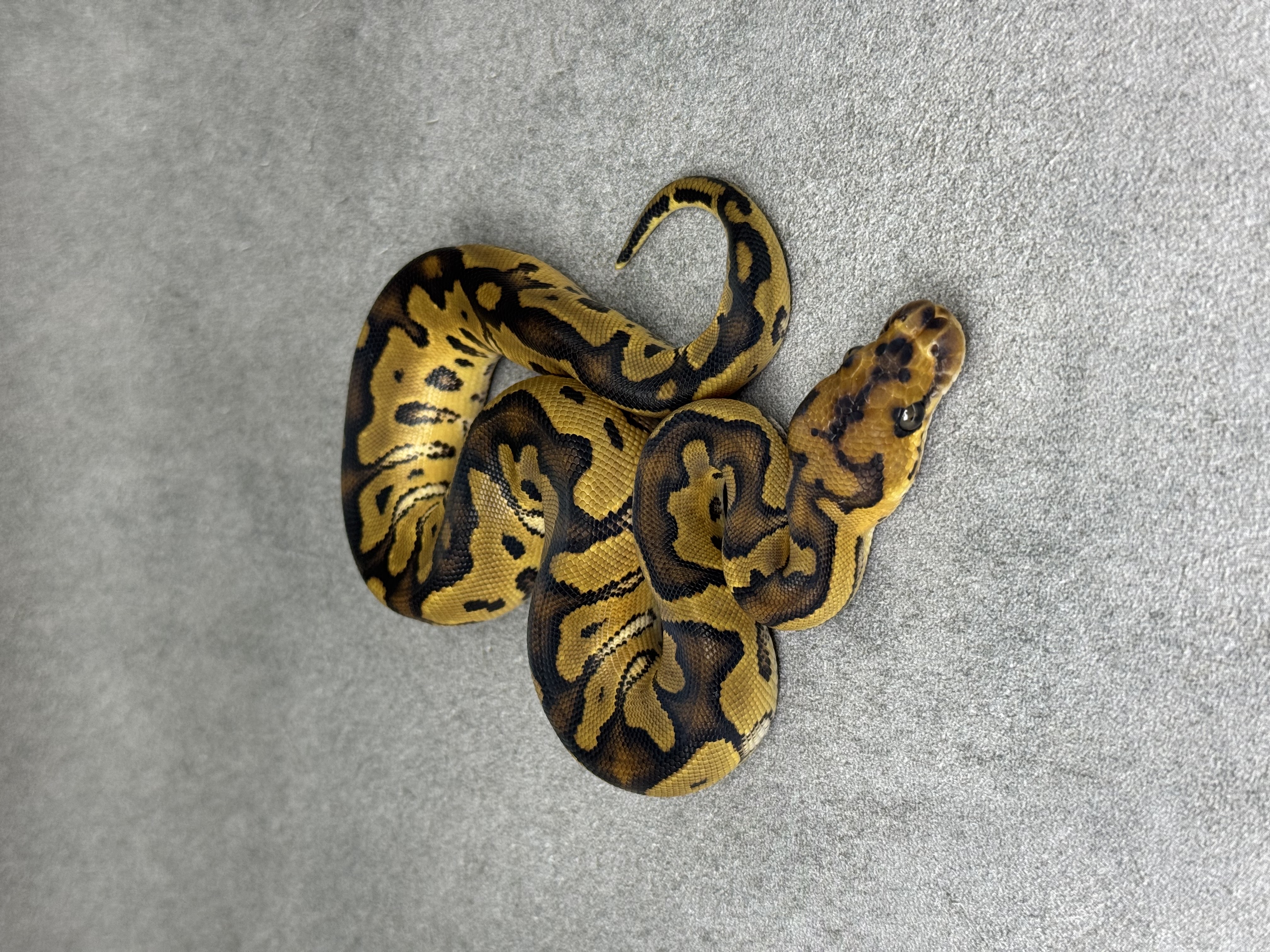 Yellow Belly Clown 4