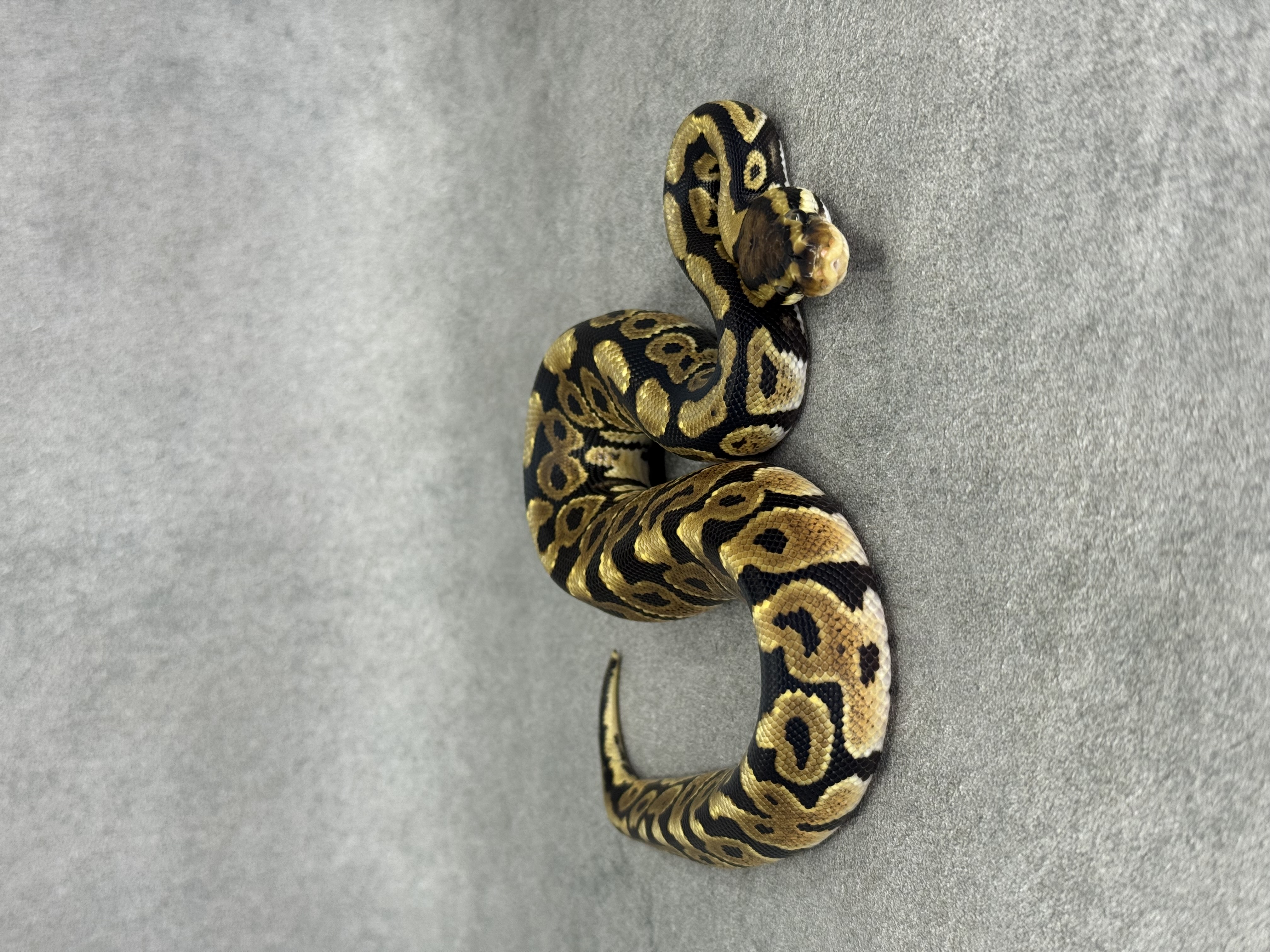 Spotnose Het Clown Het Desert Ghost 4