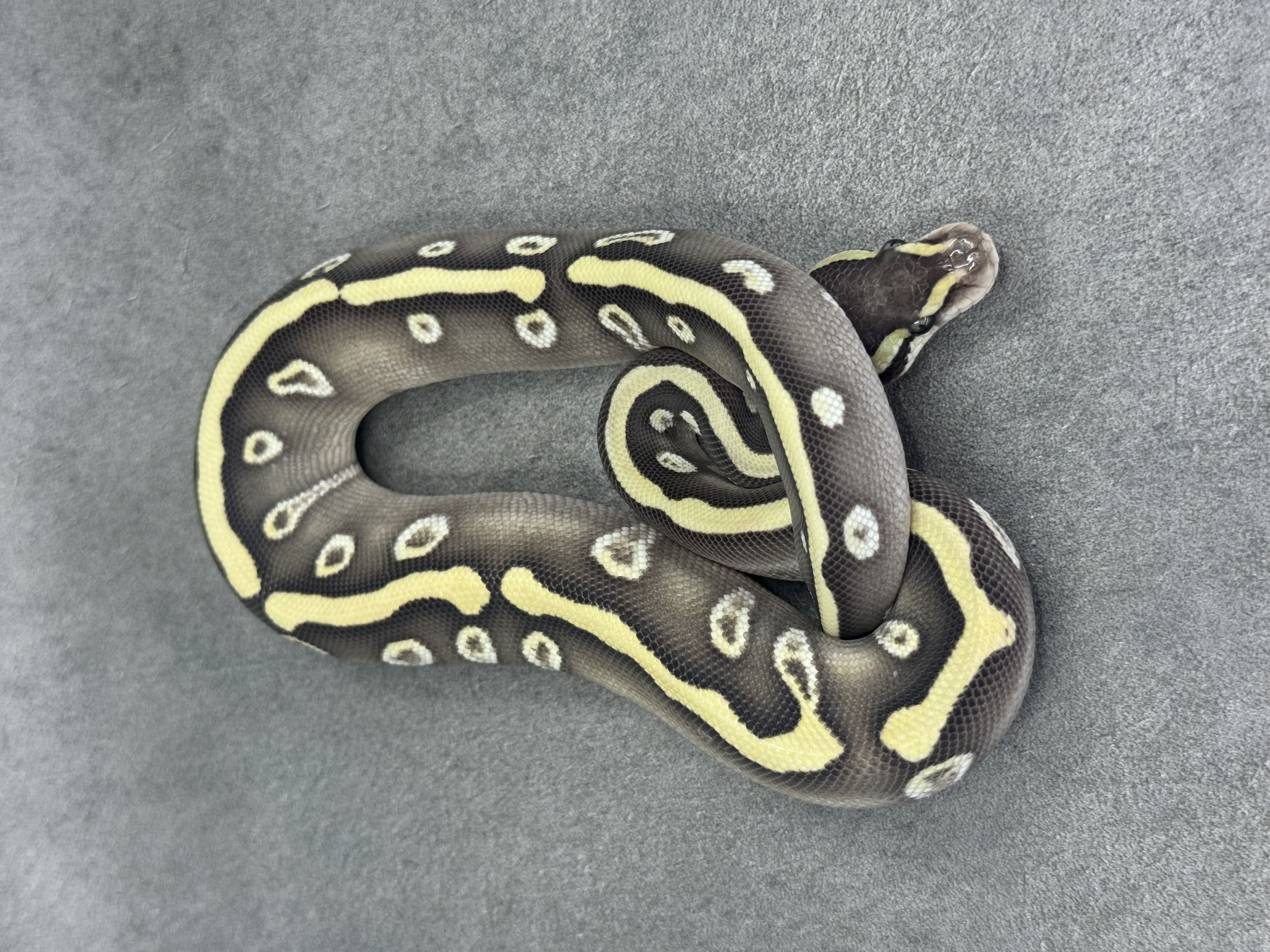 Ghi Mojave Desert Ghost 4