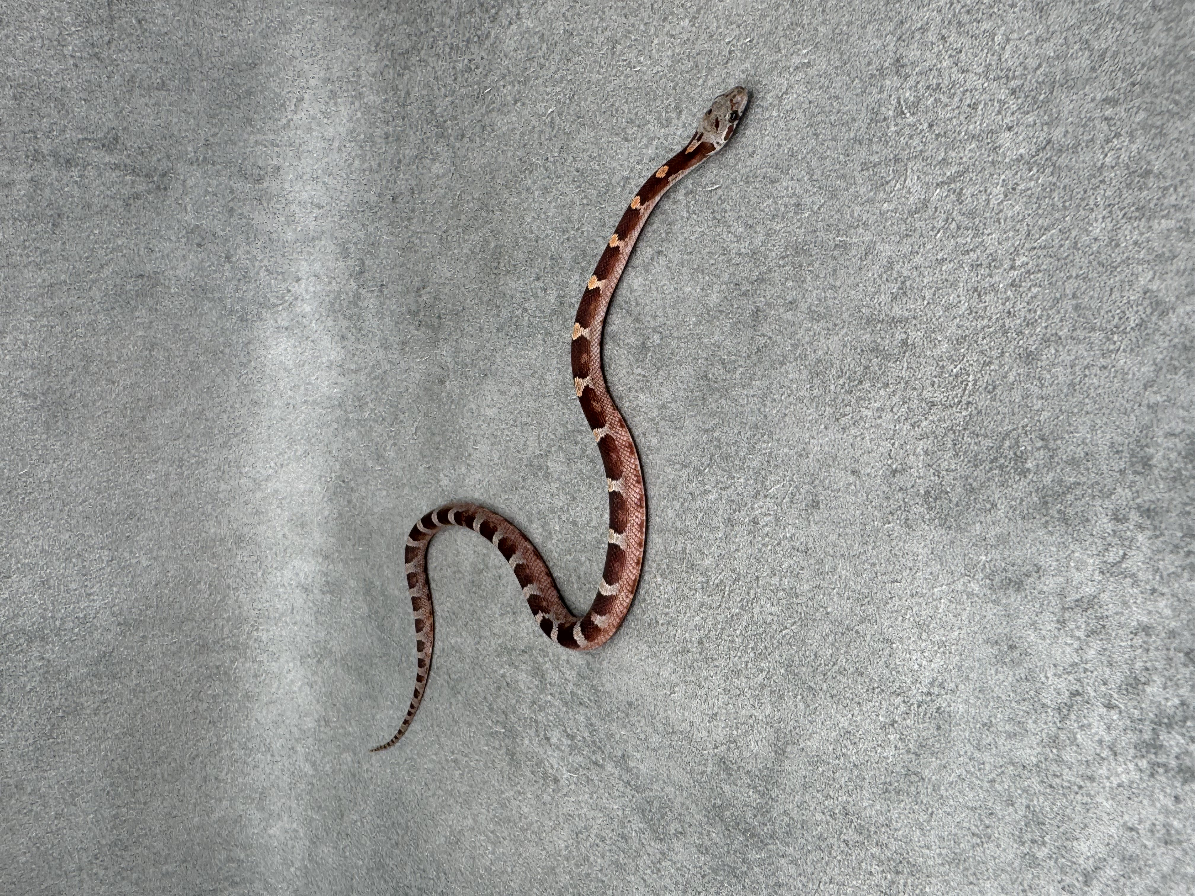 Bloodred Het Anery Hypo 5