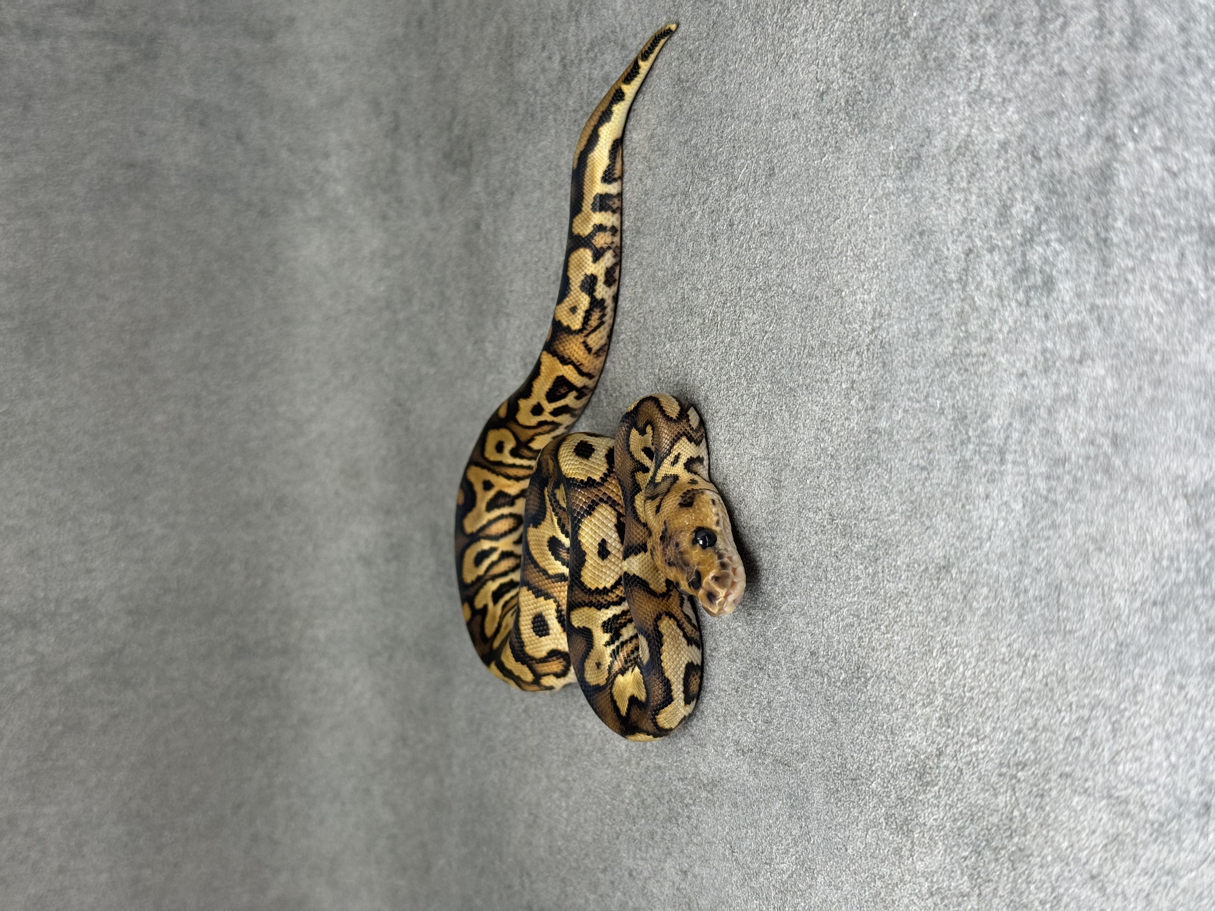 Black Pastel Yellow Belly Clown 4