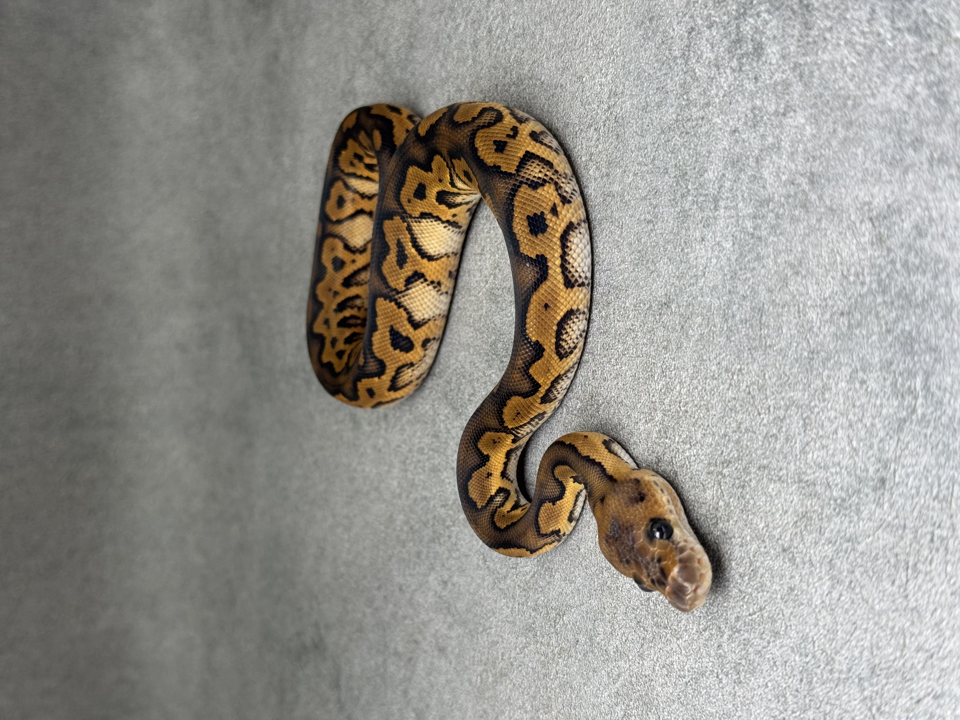 Black Pastel Redstripe Clown 2