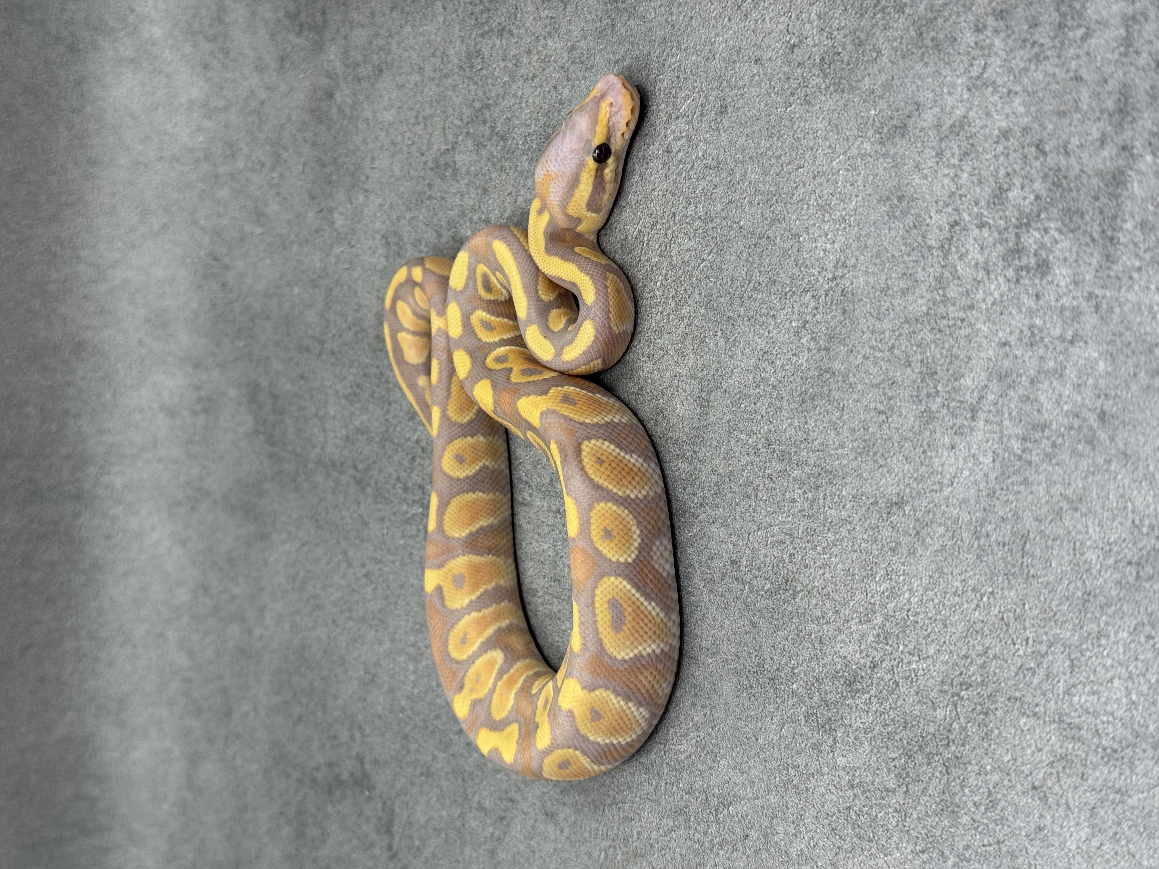 Chocolate Banana Het Clown