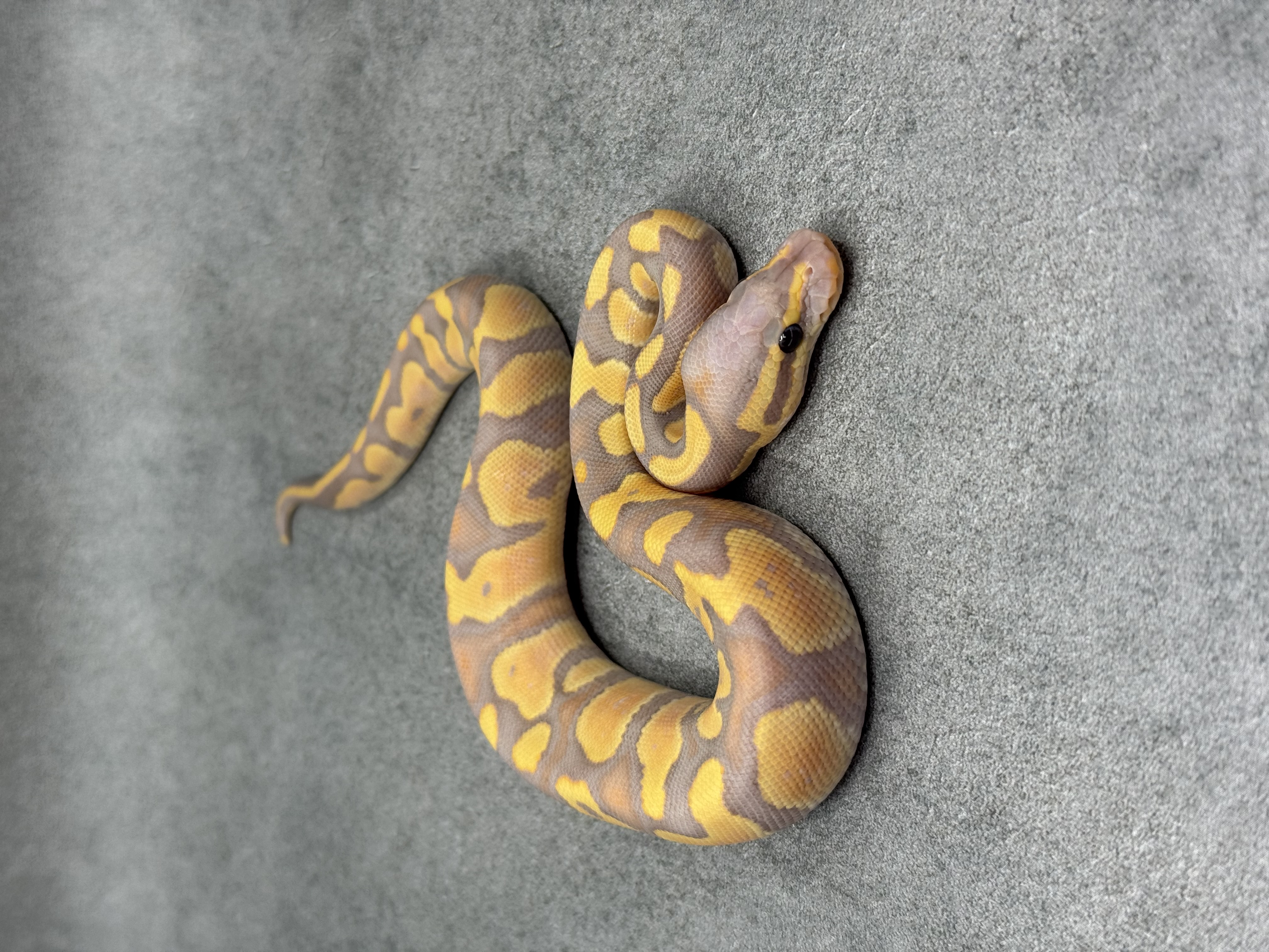 Chocolate Banana Het Clown 3