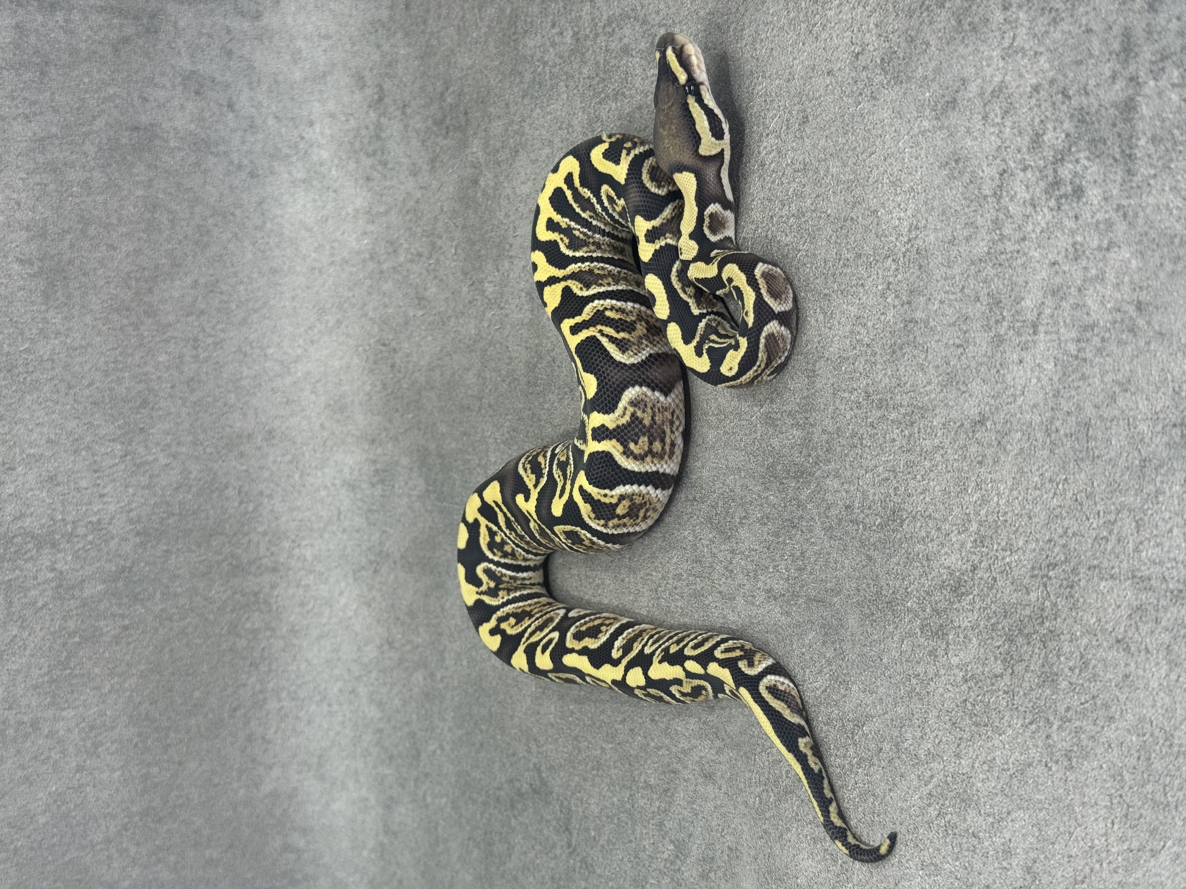Ghi Desert Ghost