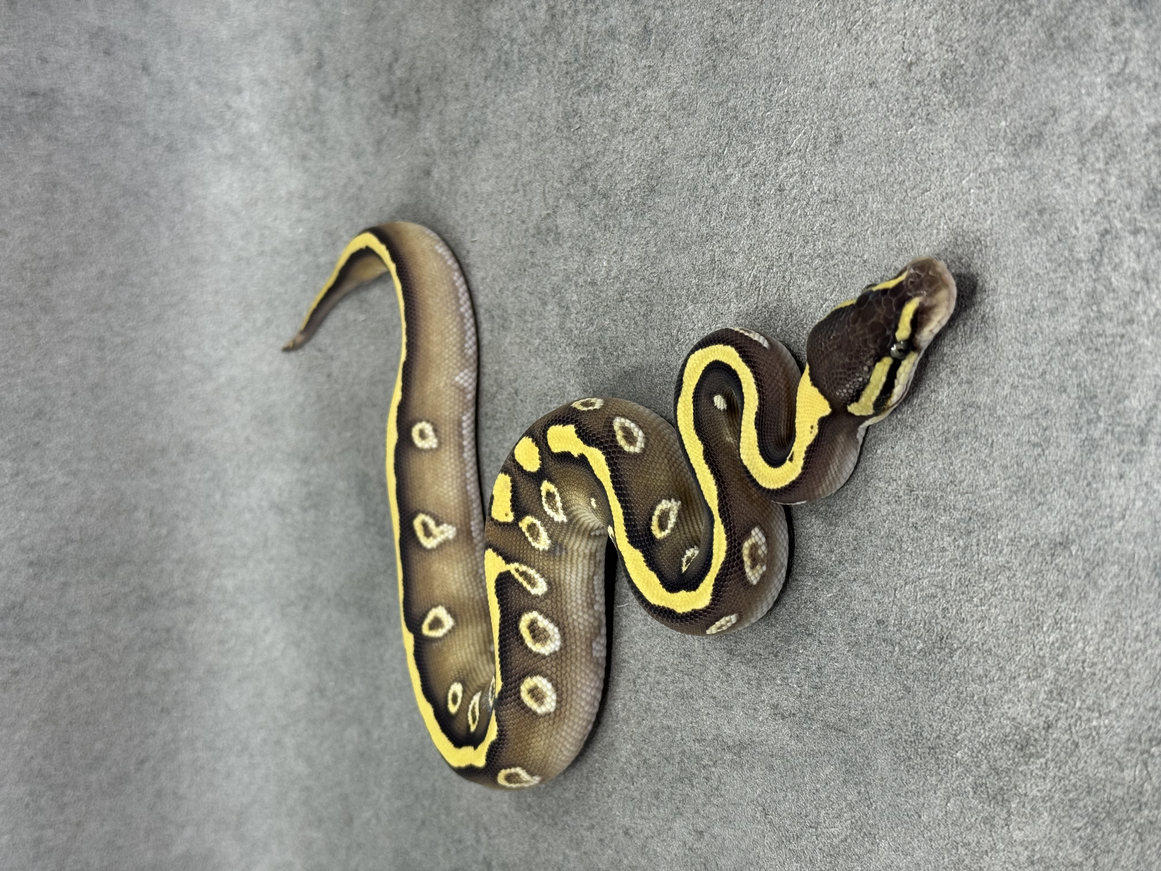 Mojave Het Desert Ghost 2