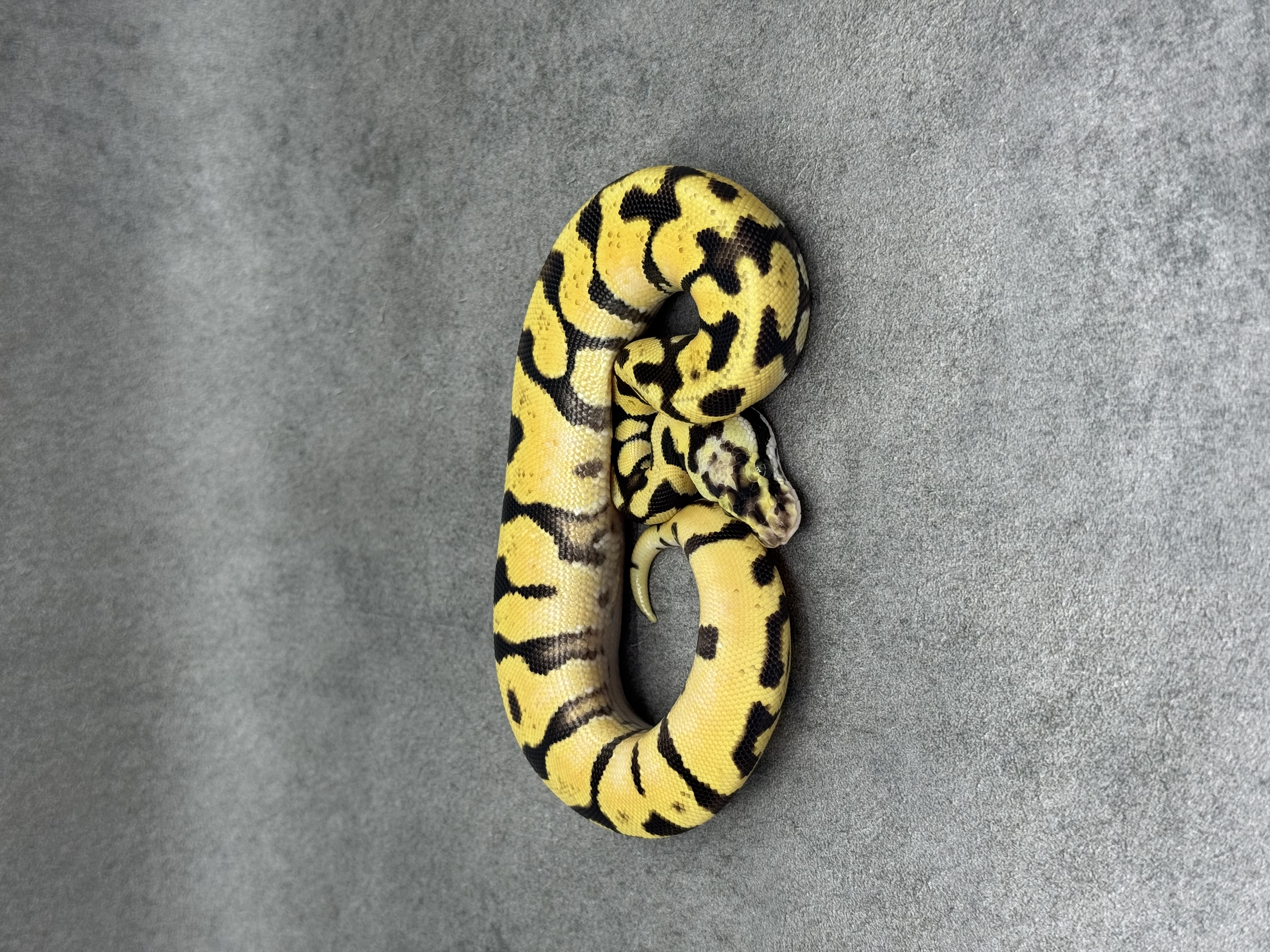 Pastel Enchi Spotnose Fire Het Clown 4