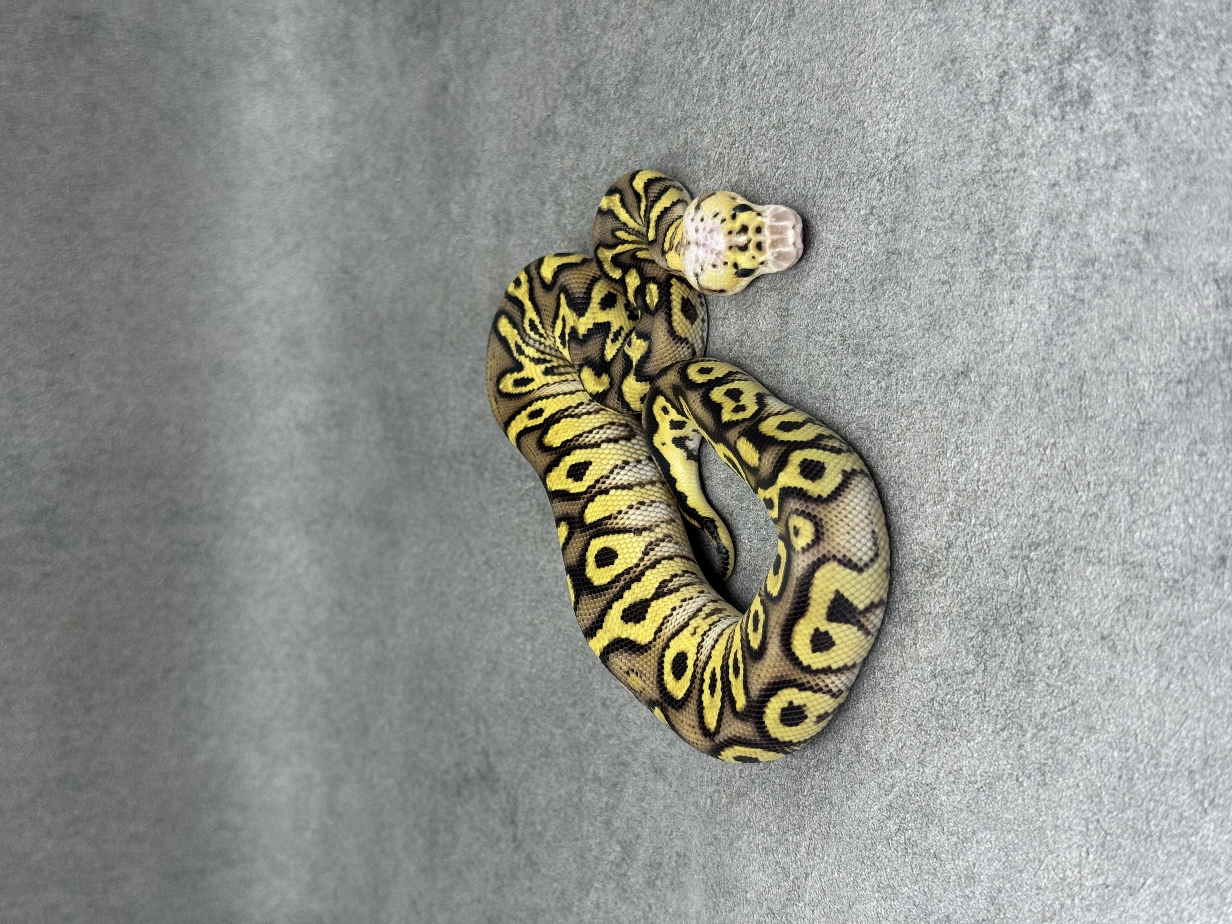 Cypress Pastel Enchi Clown 4